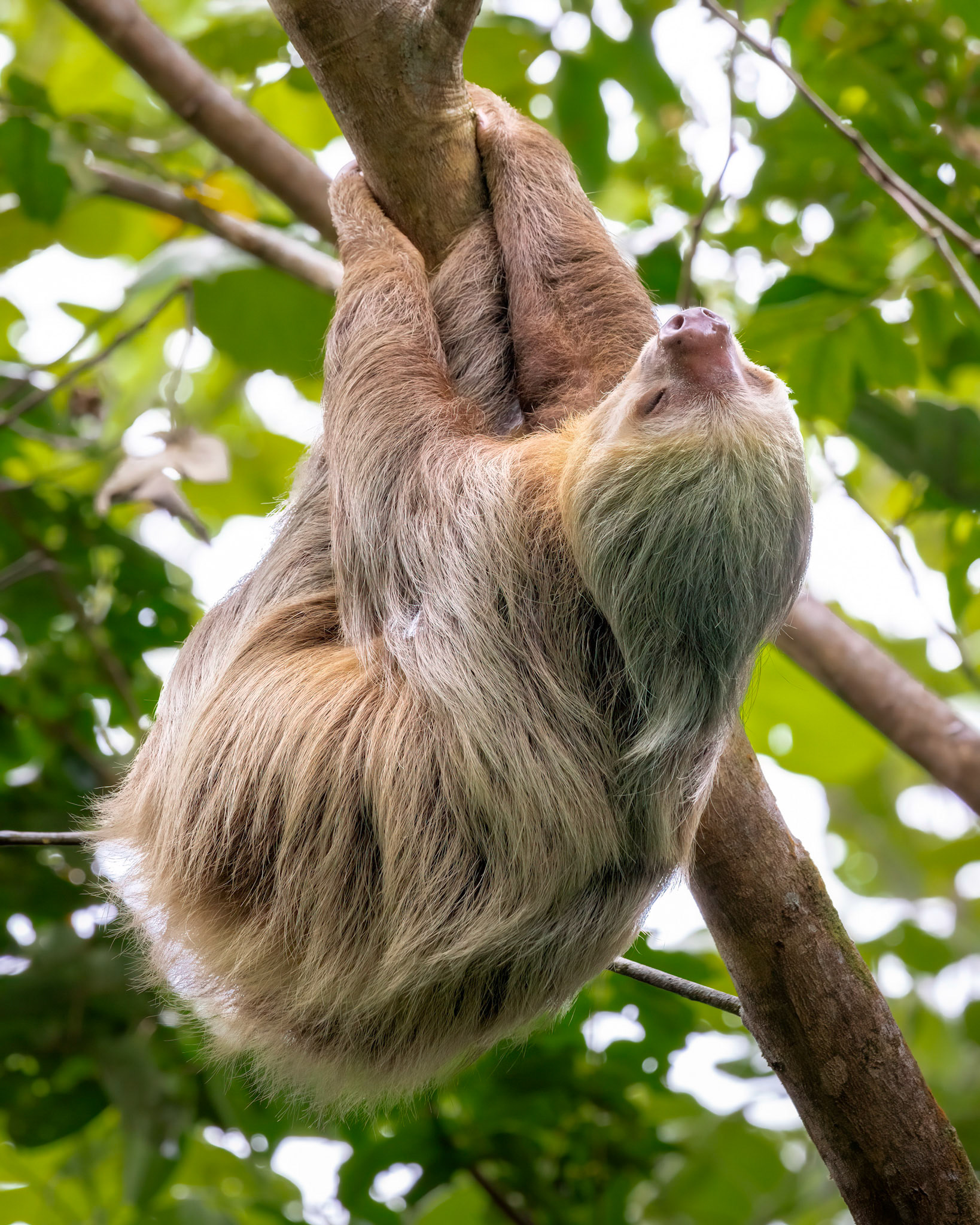 Two-toed sloth | © Kenneth Vargas
