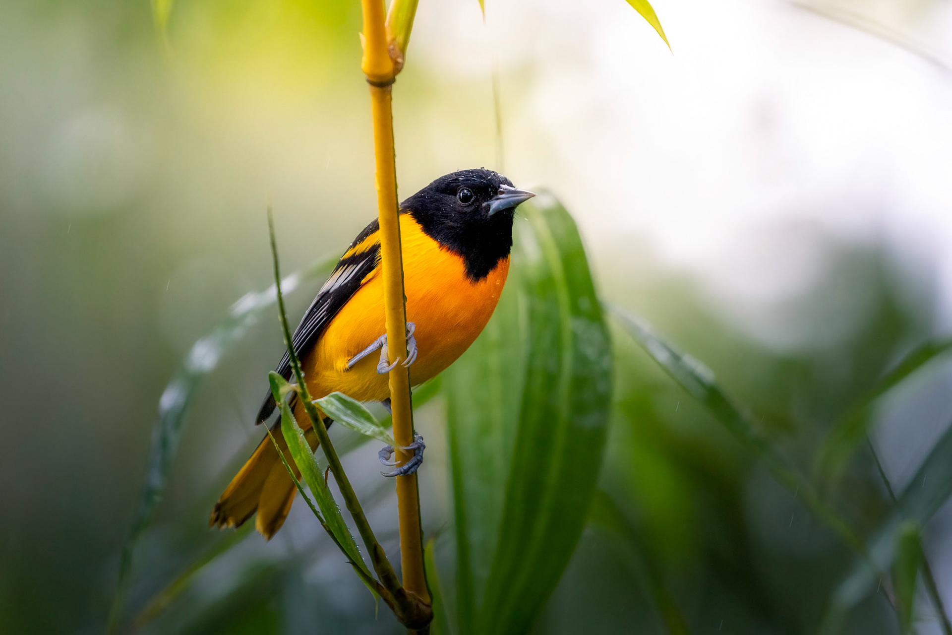Baltimore oriole | © Kenneth Vargas