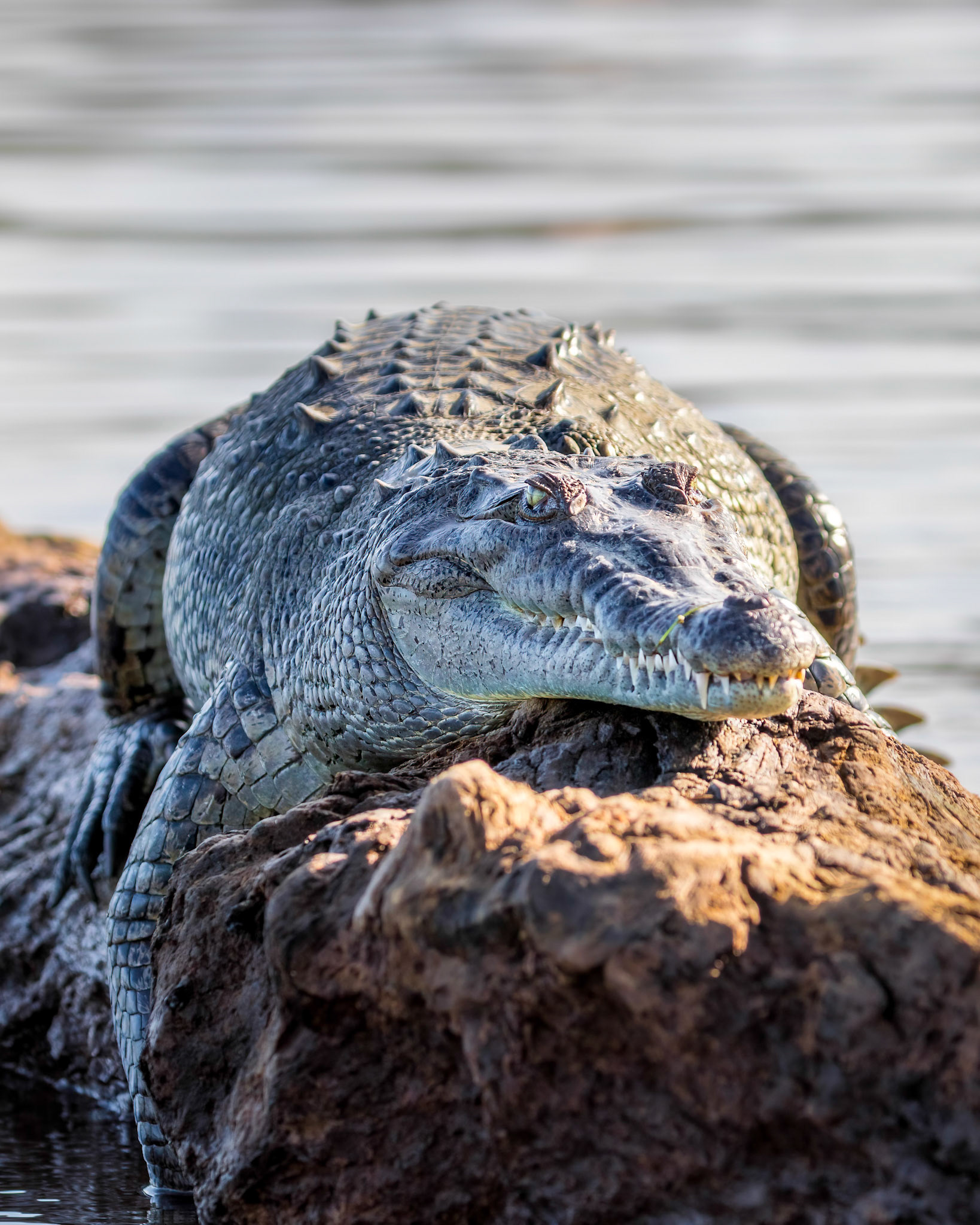American crocodile | © Kenneth Vargas