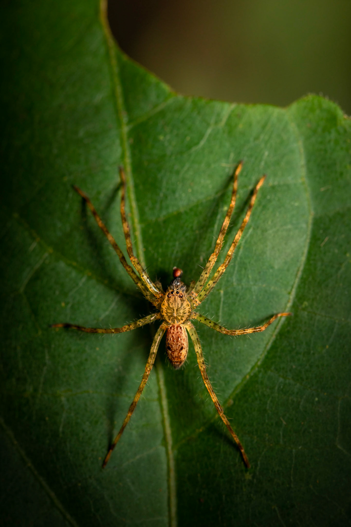Wondering spider | © Kenneth Vargas