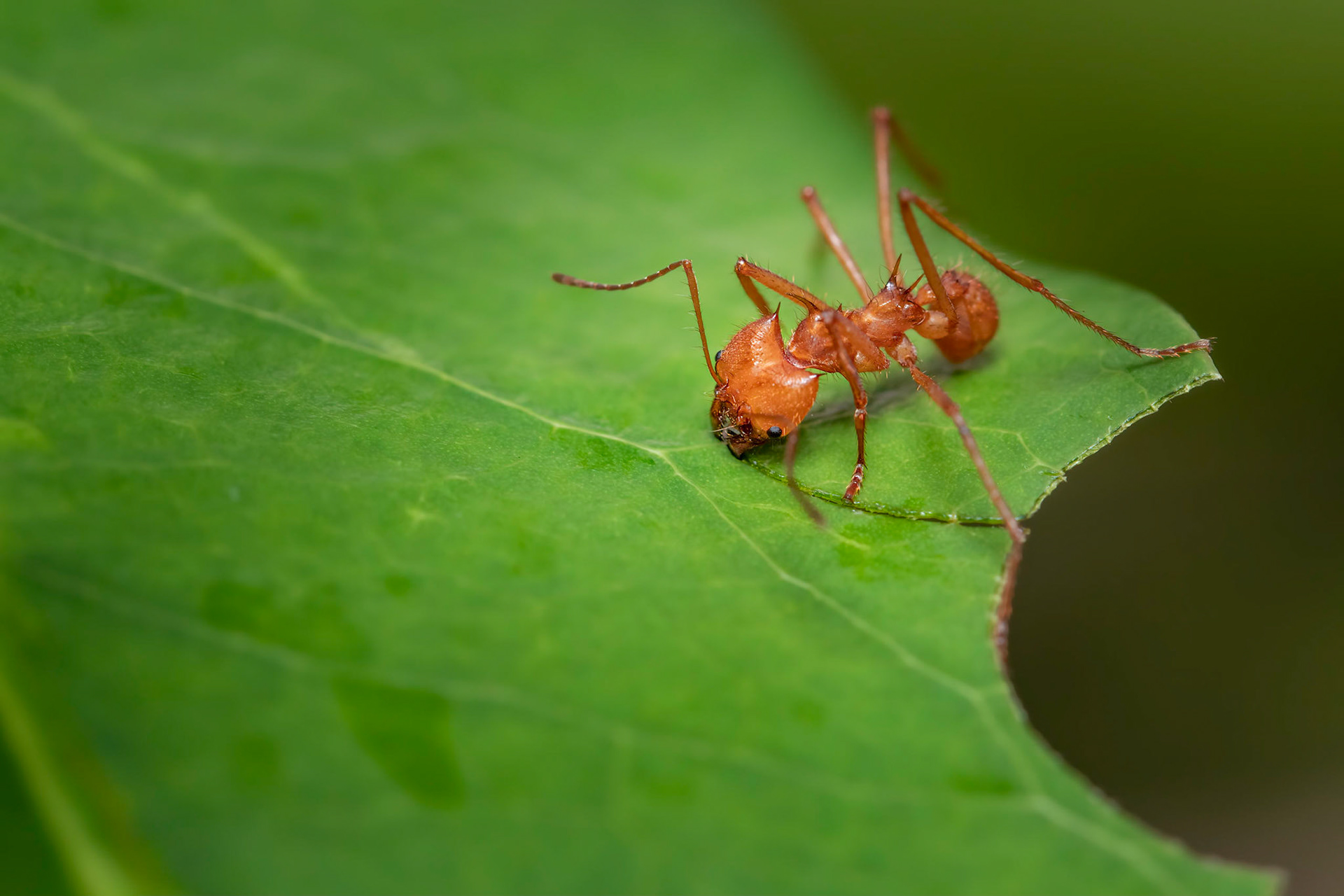 Leaf-cutter ant | © Kenneth Vargas