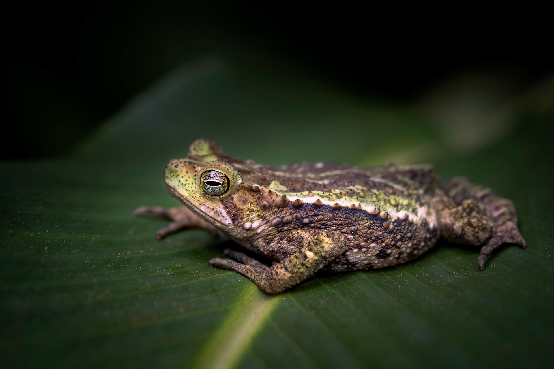 Green climbing toad | © Kenneth Vargas
