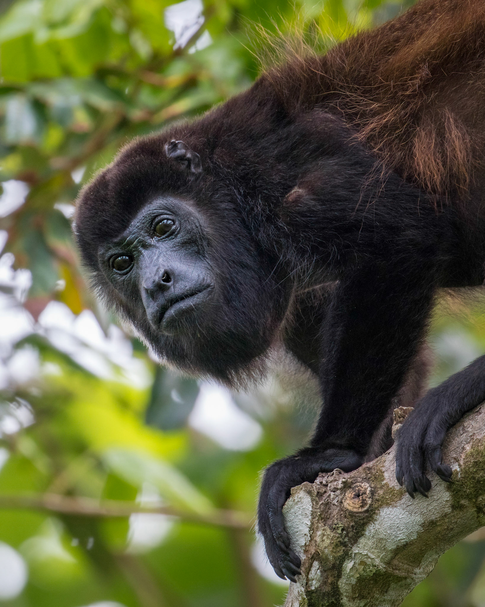 Howler monkey | © Kenneth Vargas