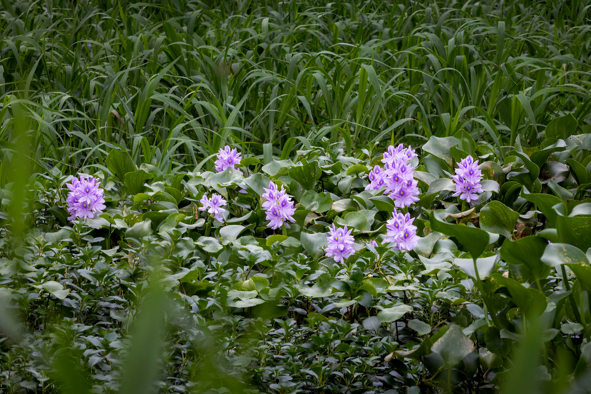 Water lily | © Kenneth Vargas