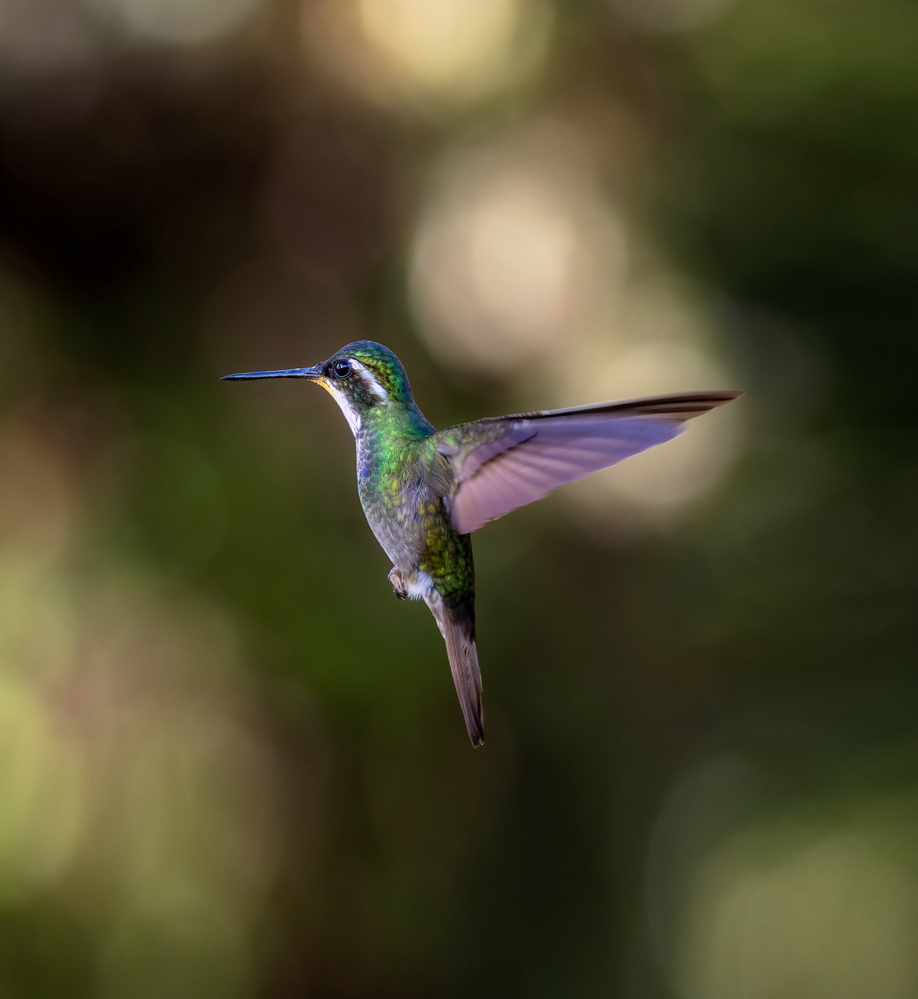 White-throated gem | © Kenneth Vargas