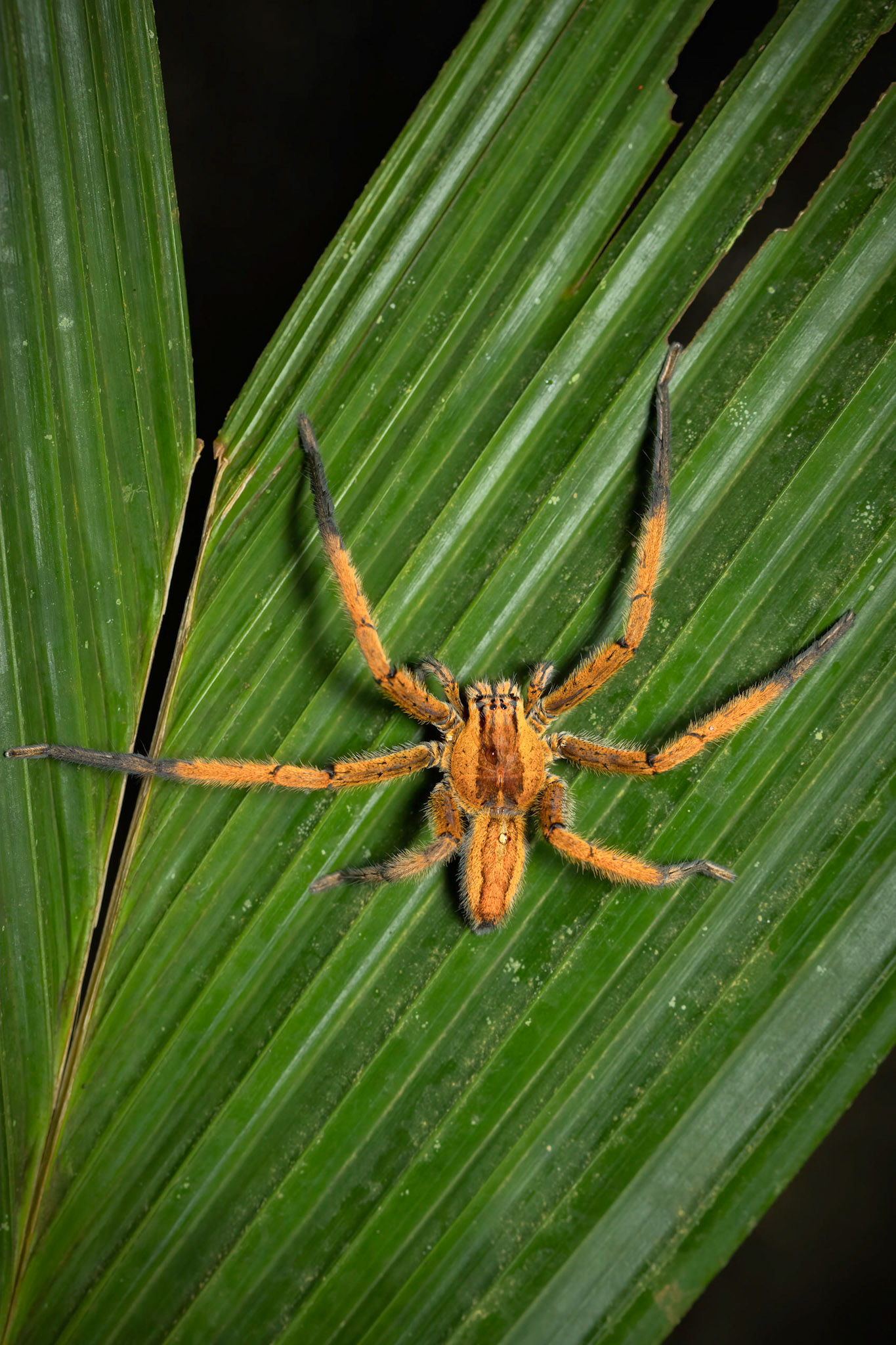 Cupiennius getazi | © Kenneth Vargas