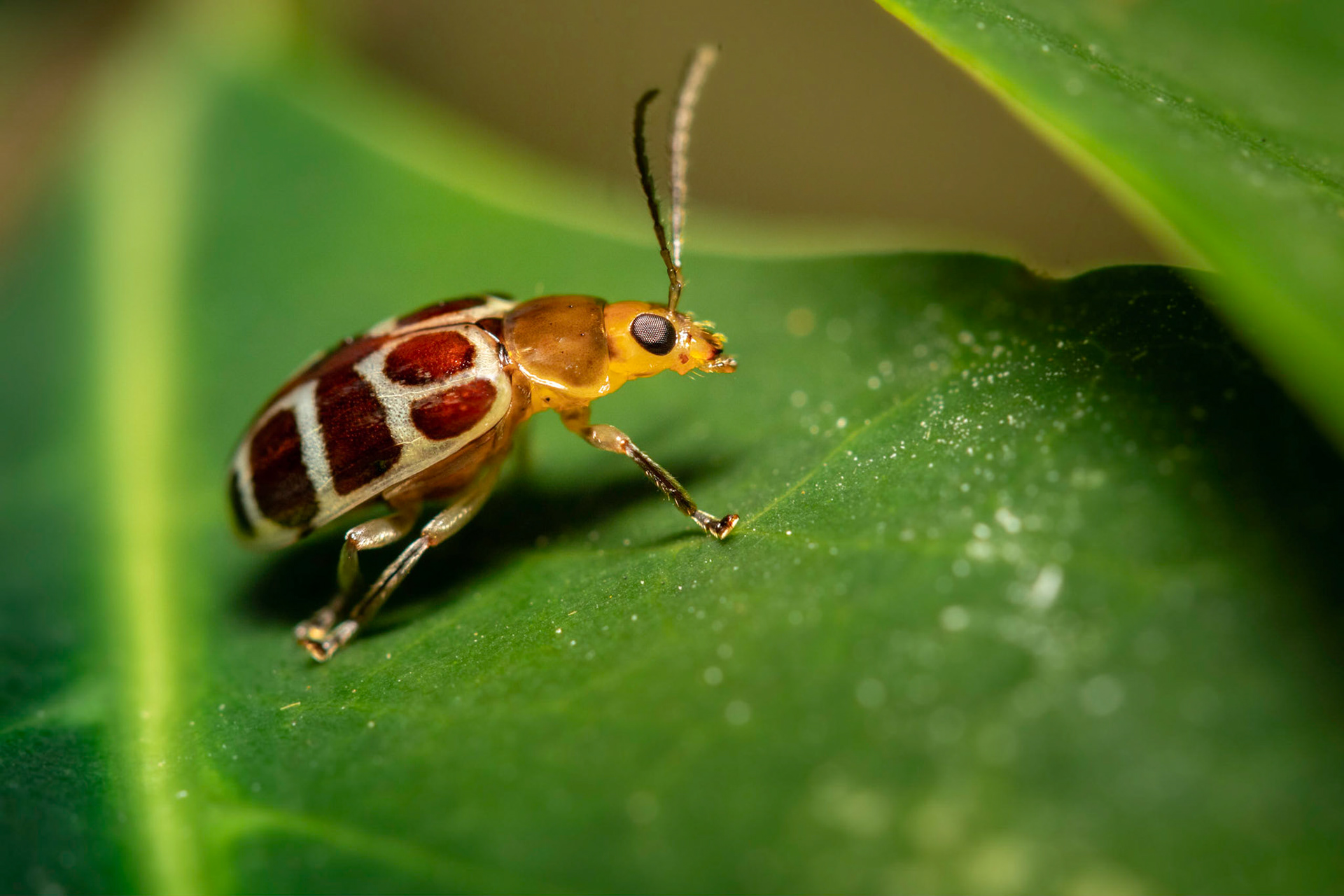 Exora olivacea | © Kenneth Vargas