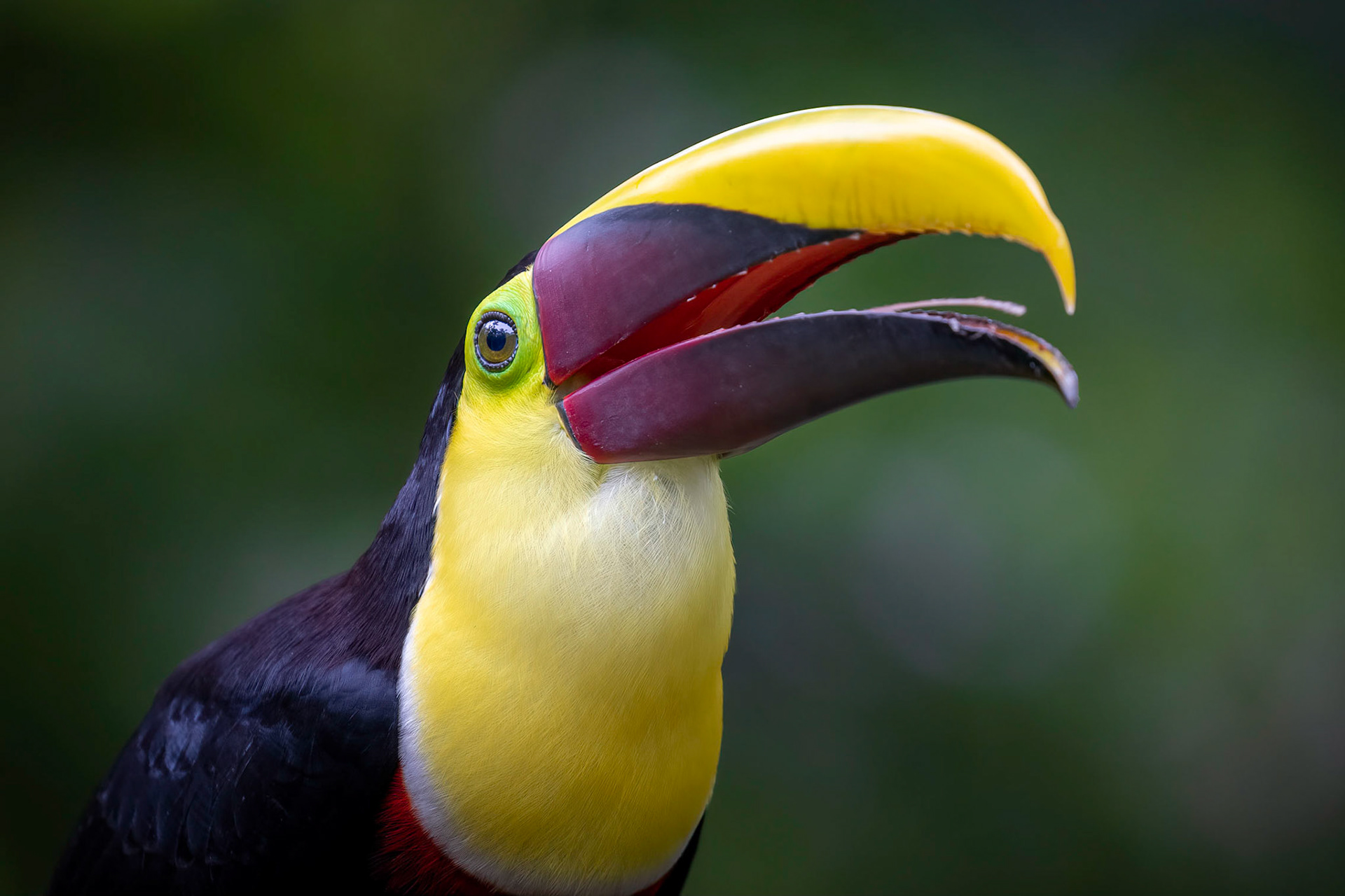 Yellow-Throated toucan| © Kenneth Vargas