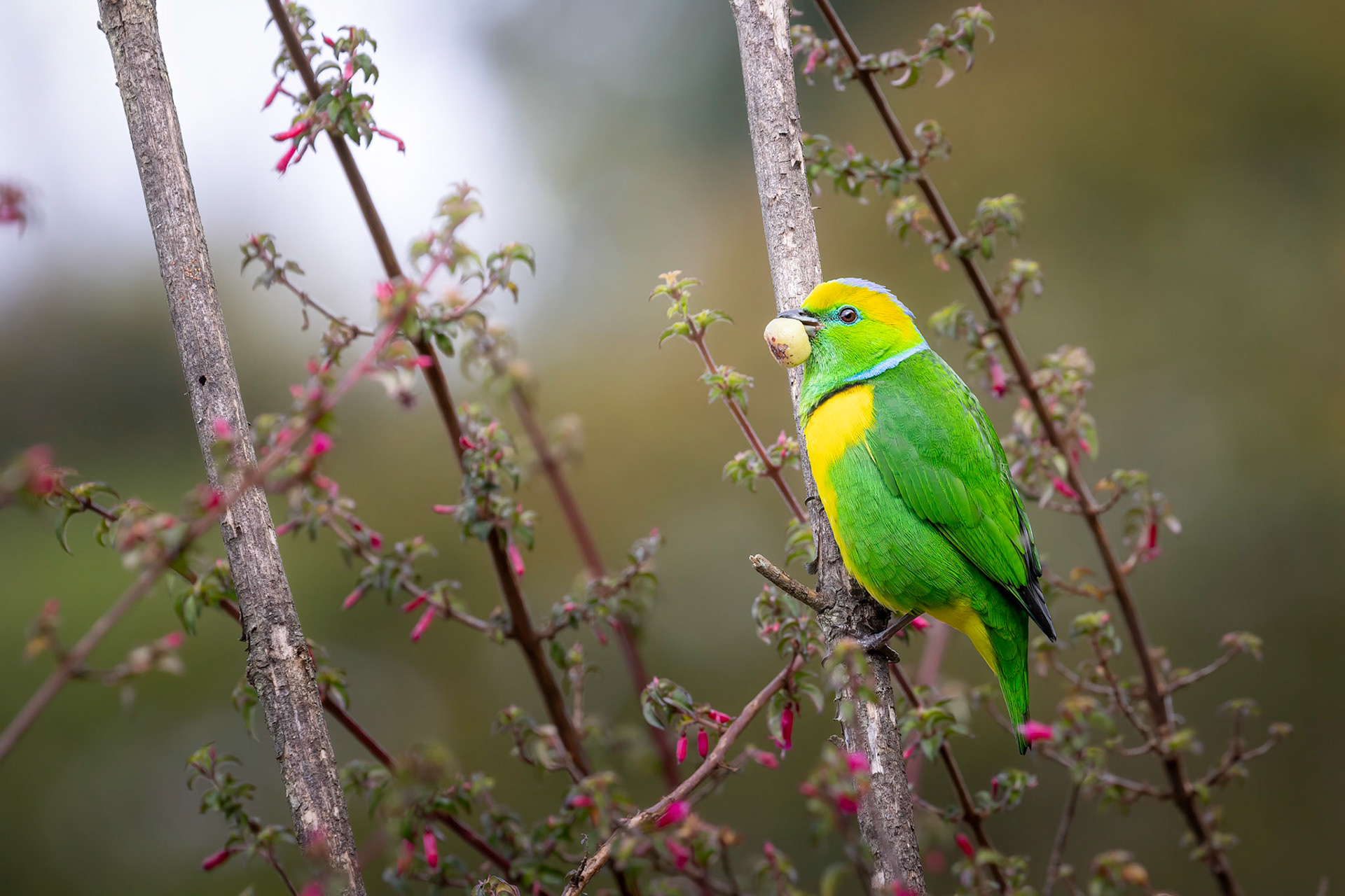 Golden-browed chlorophonia | © Kenneth Vargas