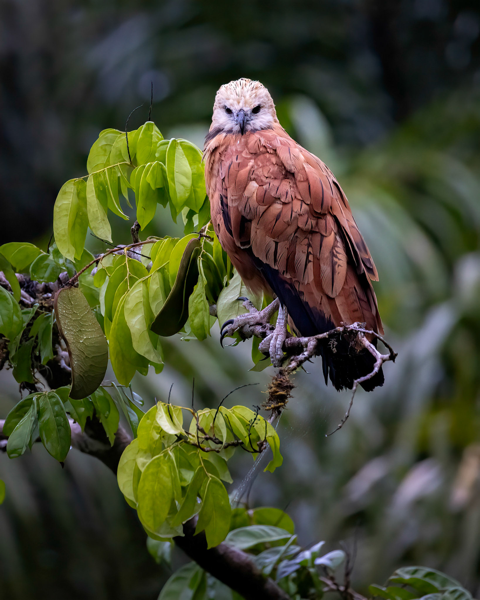 Black-collared hawk | © Kenneth Vargas