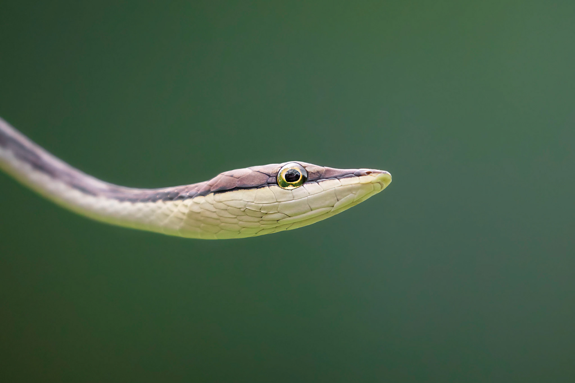 Vine snake | © Kenneth Vargas