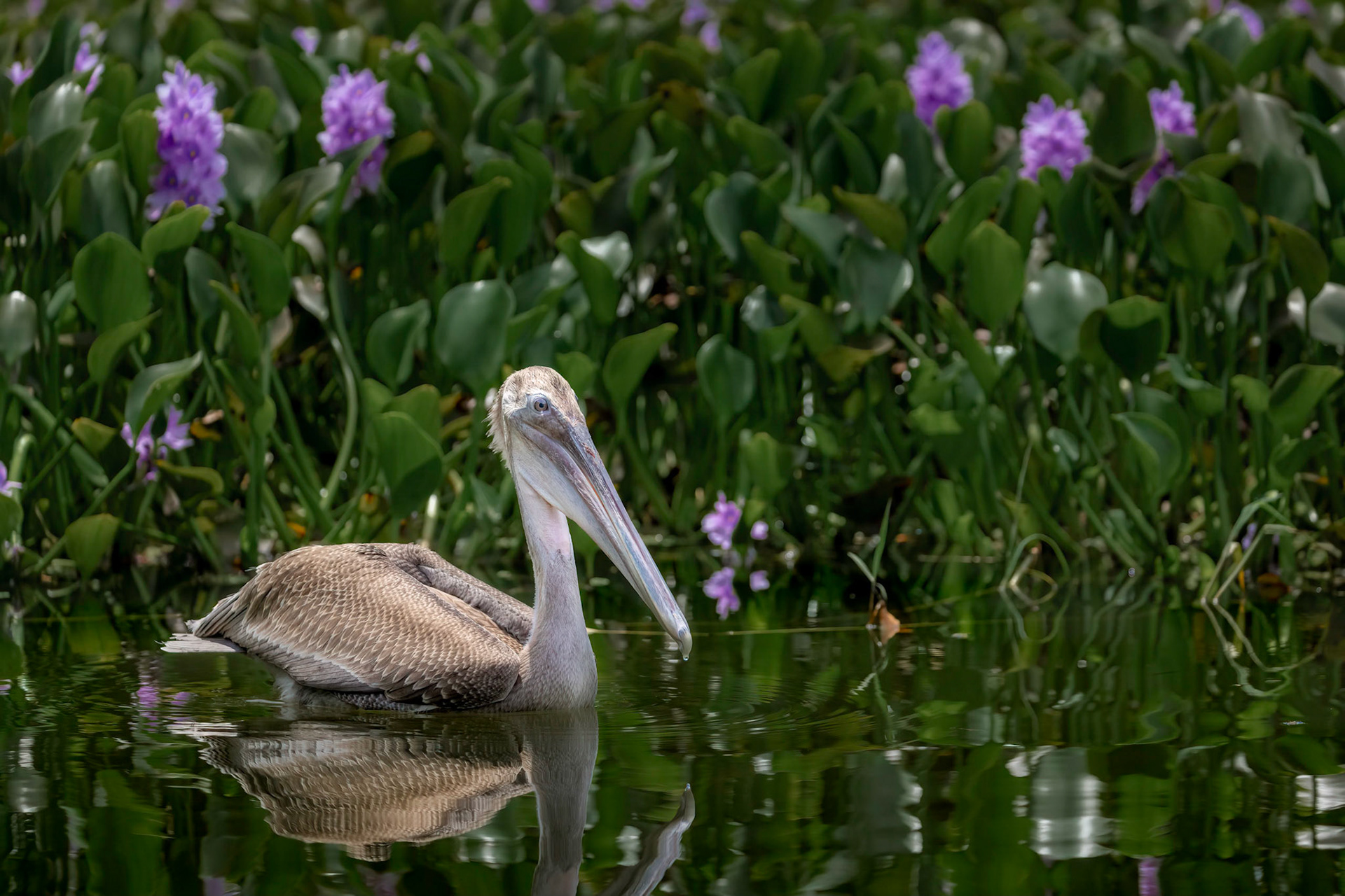 Borwn pelican | © Kenneth Vargas