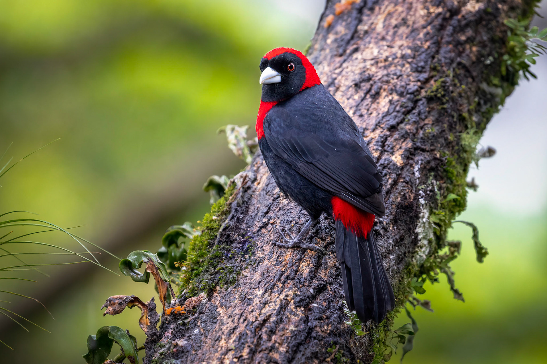 Crimsom-collared tanager | © Kenneth Vargas