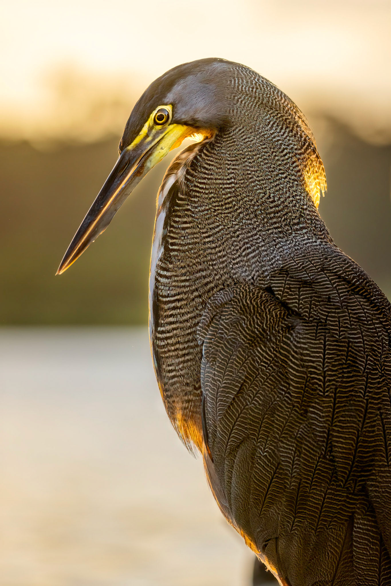 Tiger heron | © Kenneth Vargas