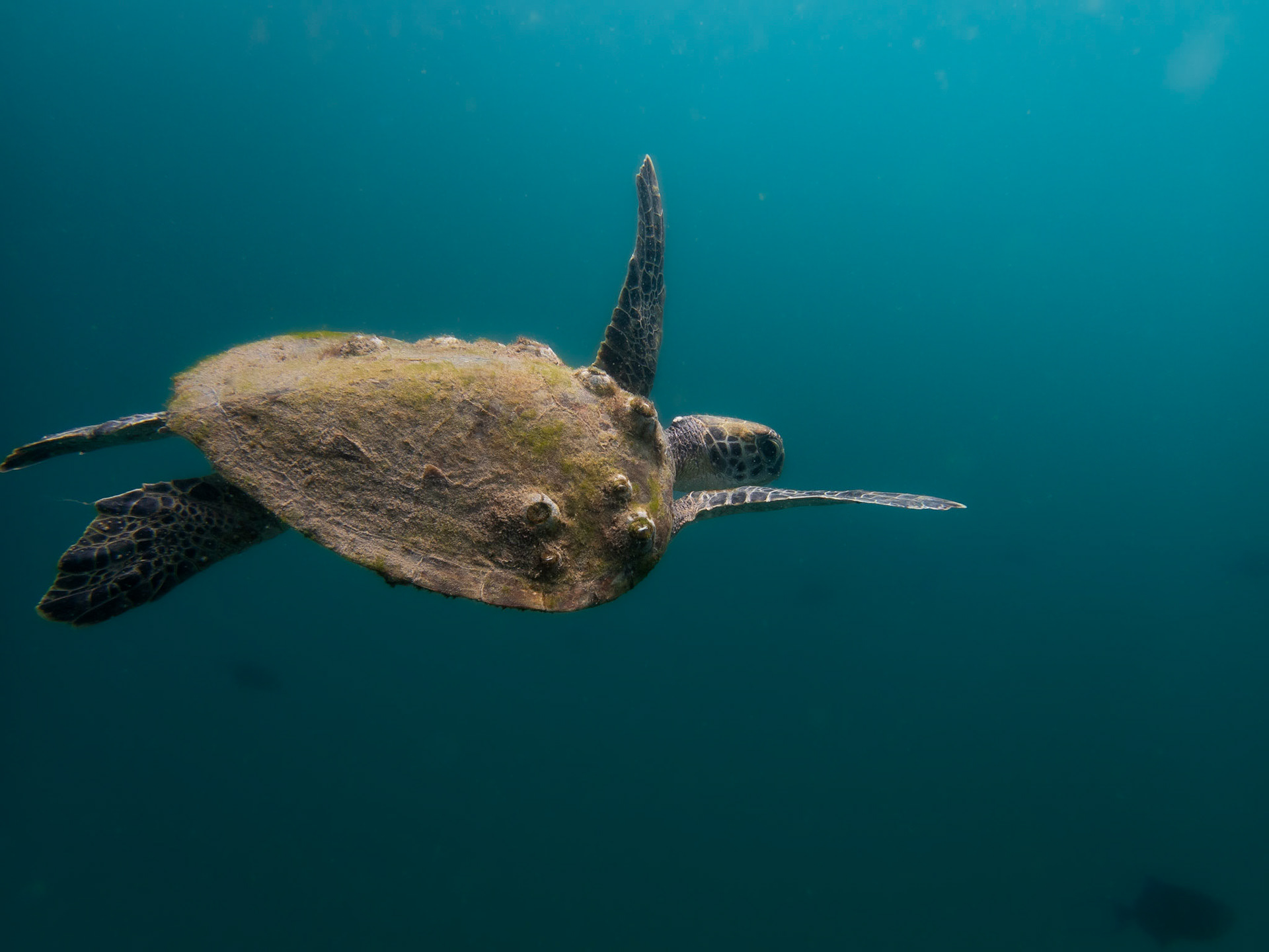 Remi Vacher Photography - Underwater