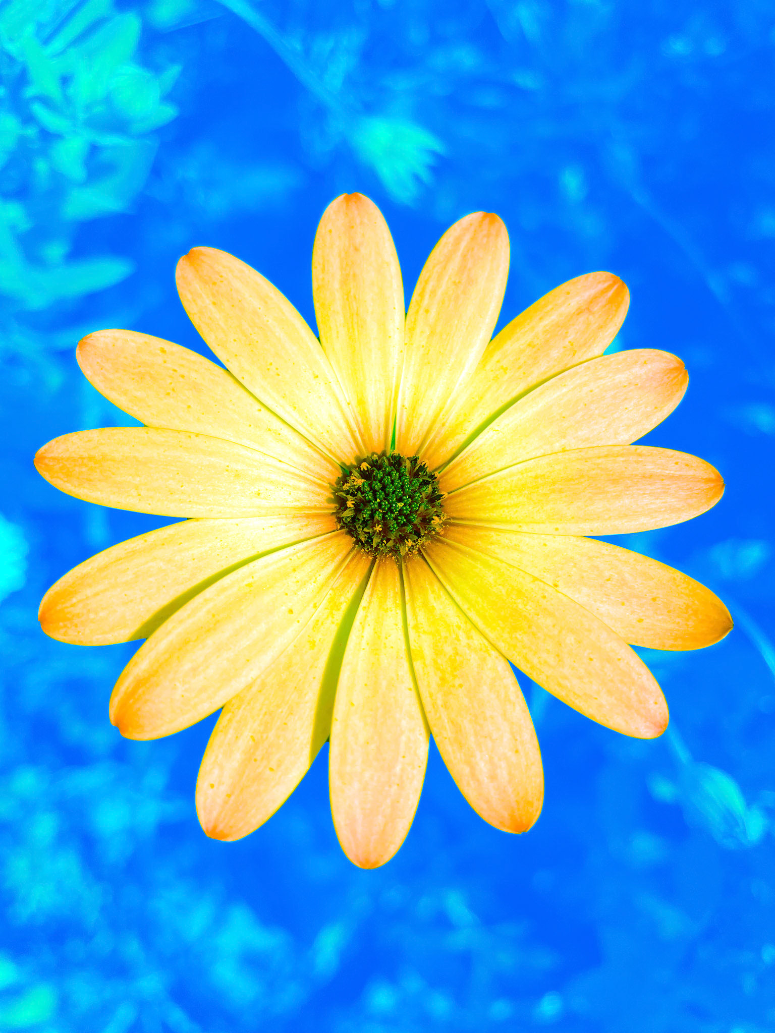 Daisies