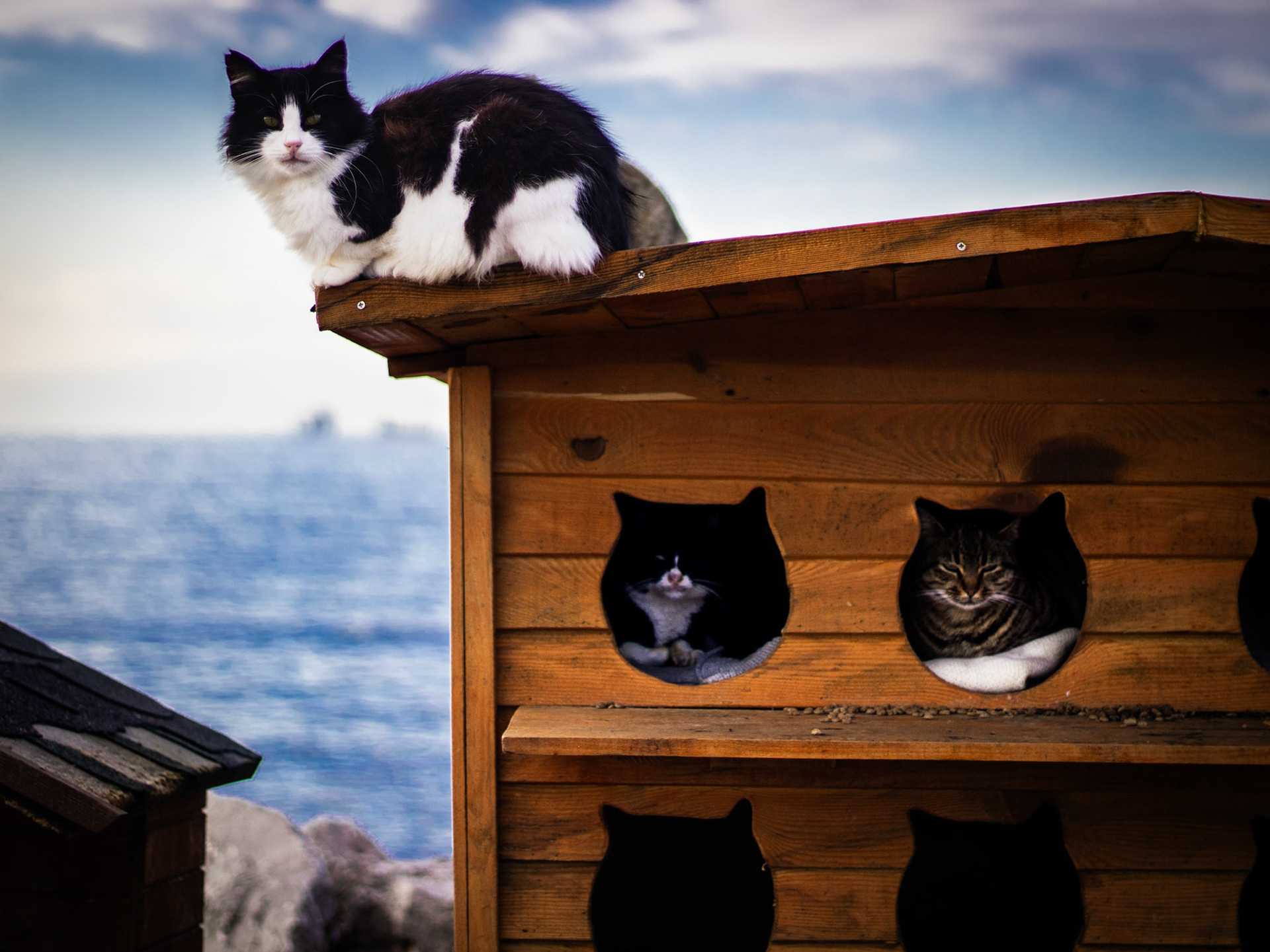 Sahildeki kayalıkların üzerindeki kedi evi, doğanın sert dokusunu yumuşatan bir sığınak gibidir. Kayaların üzerinde yükselirken, denizin dalga sesleriyle bütünleşir. Kediler için macera dolu bir mekân olup, manzarasıyla huzur verir.