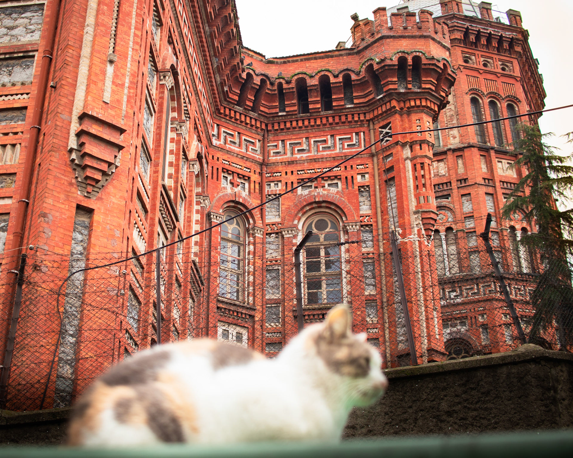 Tarihi Fener Rum Patrikhanesi'nin önünde, bulutlu günde, güneşli  bir köşede mışıl mışıl uyuyan bir kedi. Kedinin rahat ve huzurlu hali, tarihi yapının heybetli atmosferiyle tezat oluşturuyor. Kedinin beyaz tüyleri, patrikhanenin taş duvarları ve kırmızı kiremitleri ile güzel bir kontrast oluşturuyor.
