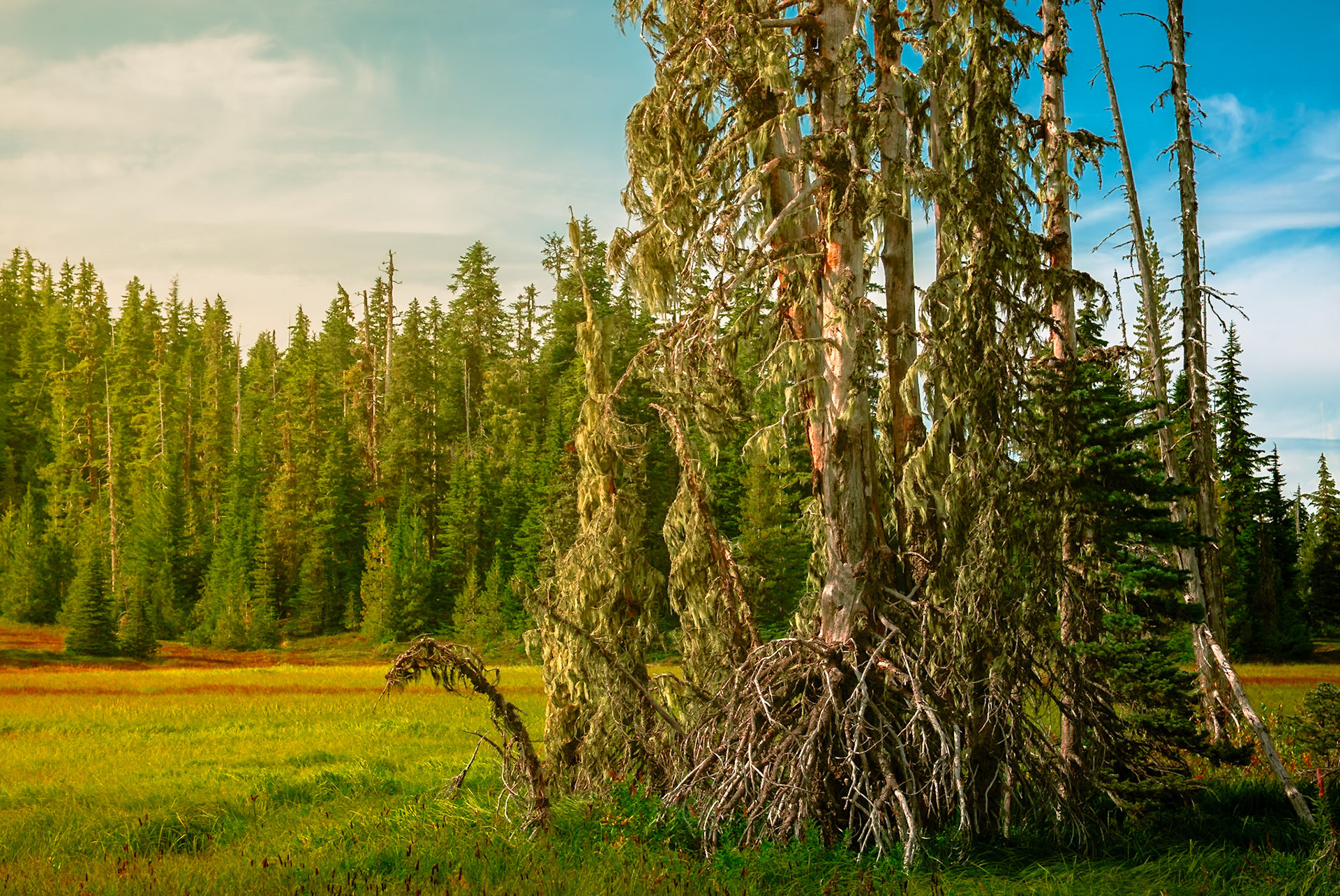 Basking in the warmth of the late afternoon sun, Paradise Meadows in Strathcona Park embodies serenity, inspiring a profound sense of calm and rejuvenation. Captured along the breathtaking Forbidden Plateau Centennial Loop, this haven is a must-visit in the Spring when it reopens. Paradise Meadows, Strathcona Park