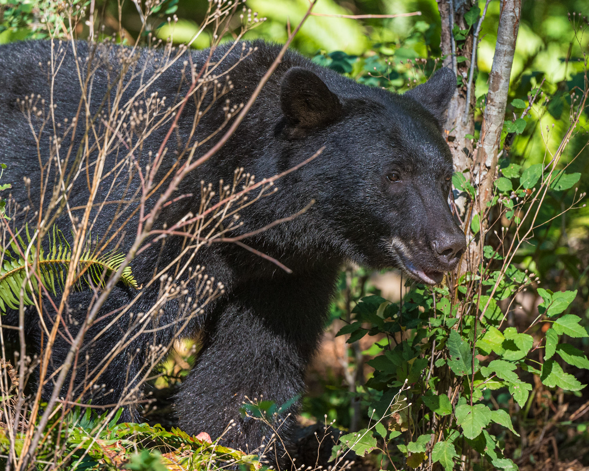 A Black Bear walking Quinsam River in hopes of catching a fish.
