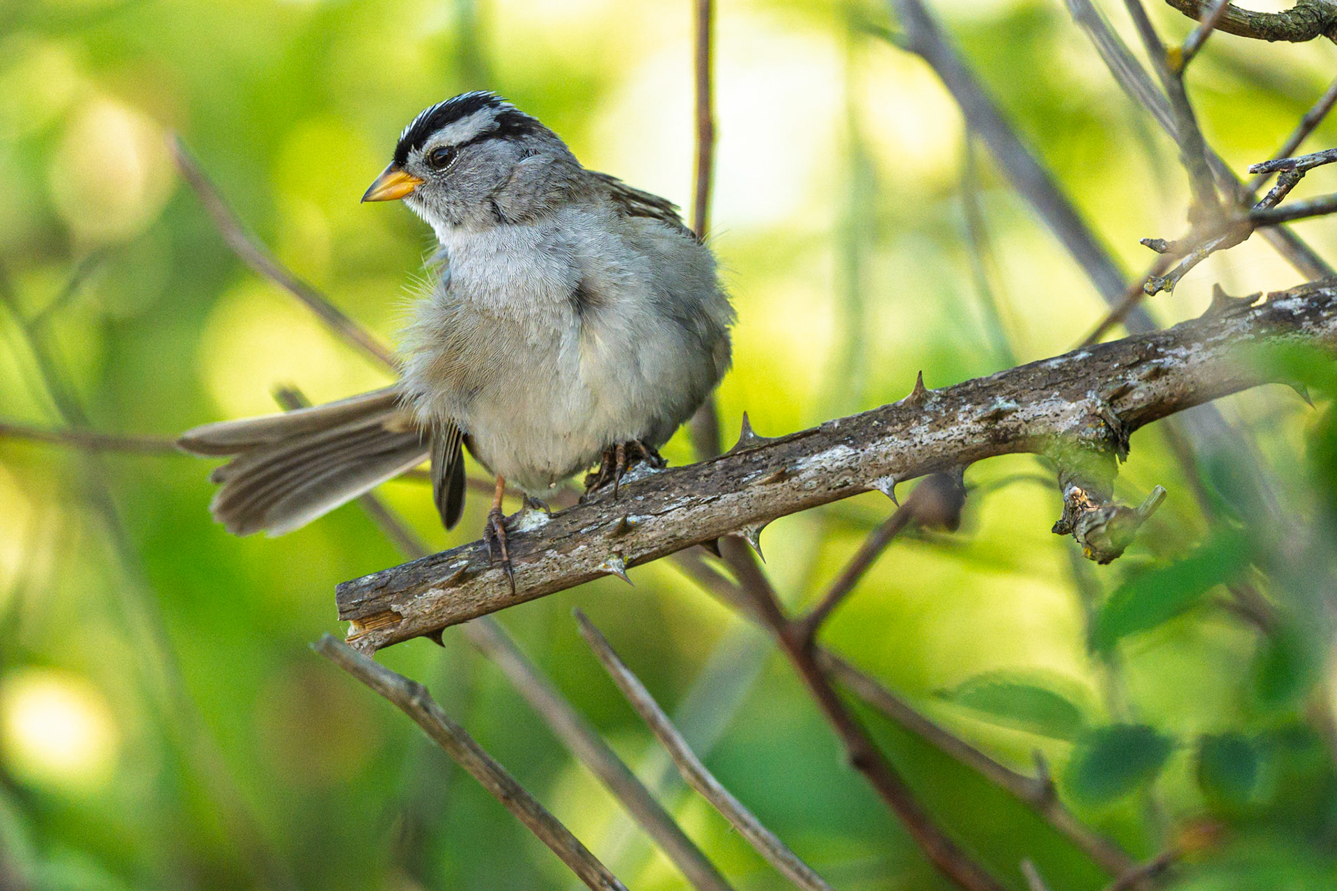 White Crowned Sparrow