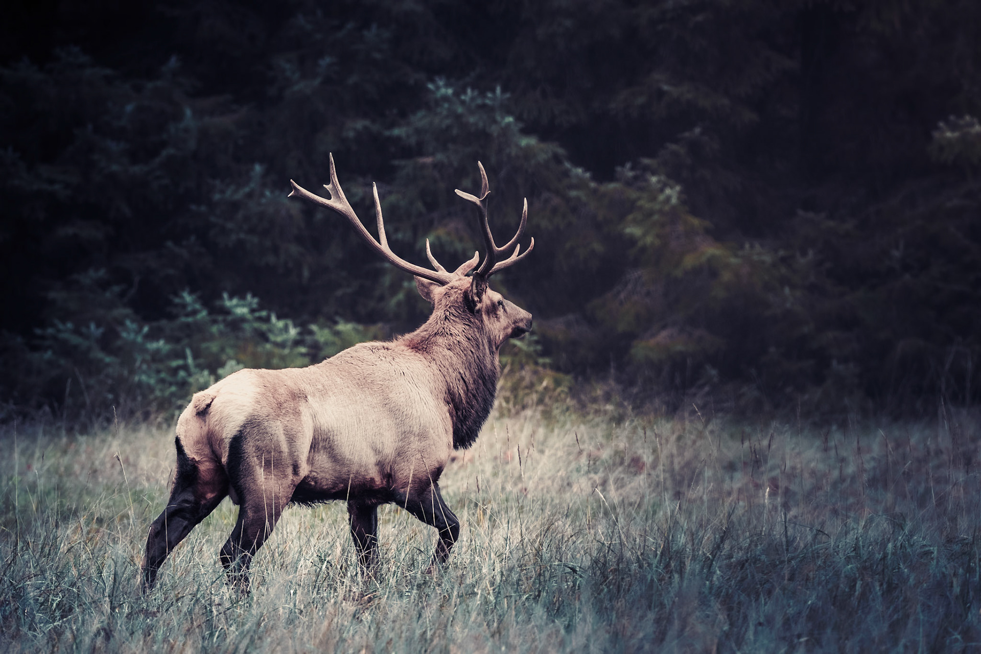 An epic shot of a bull elk discarding my presence as he slowly wanders off in search of better pasture.