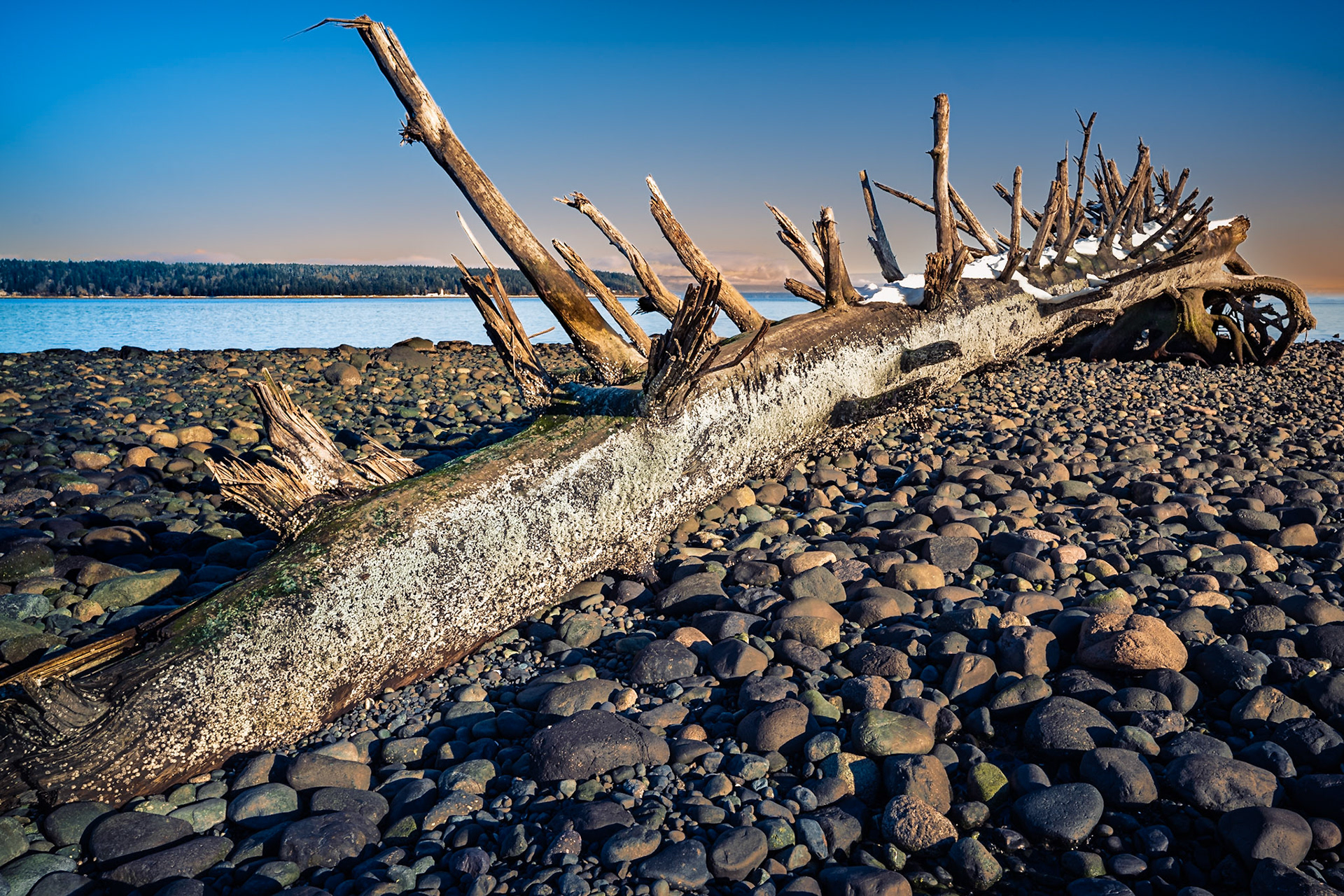 A giant dead tree had washed ashore during a storm and has now entrenched itself on the beach as a semi-permenant fixture.