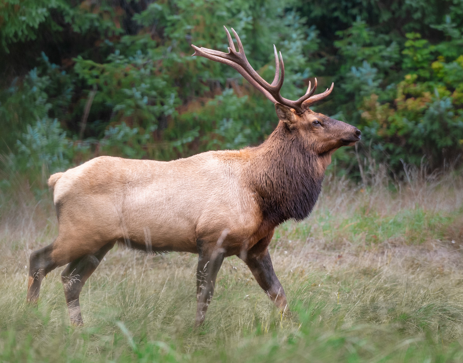 An epic bull elk leading the way in the Sayward Valley