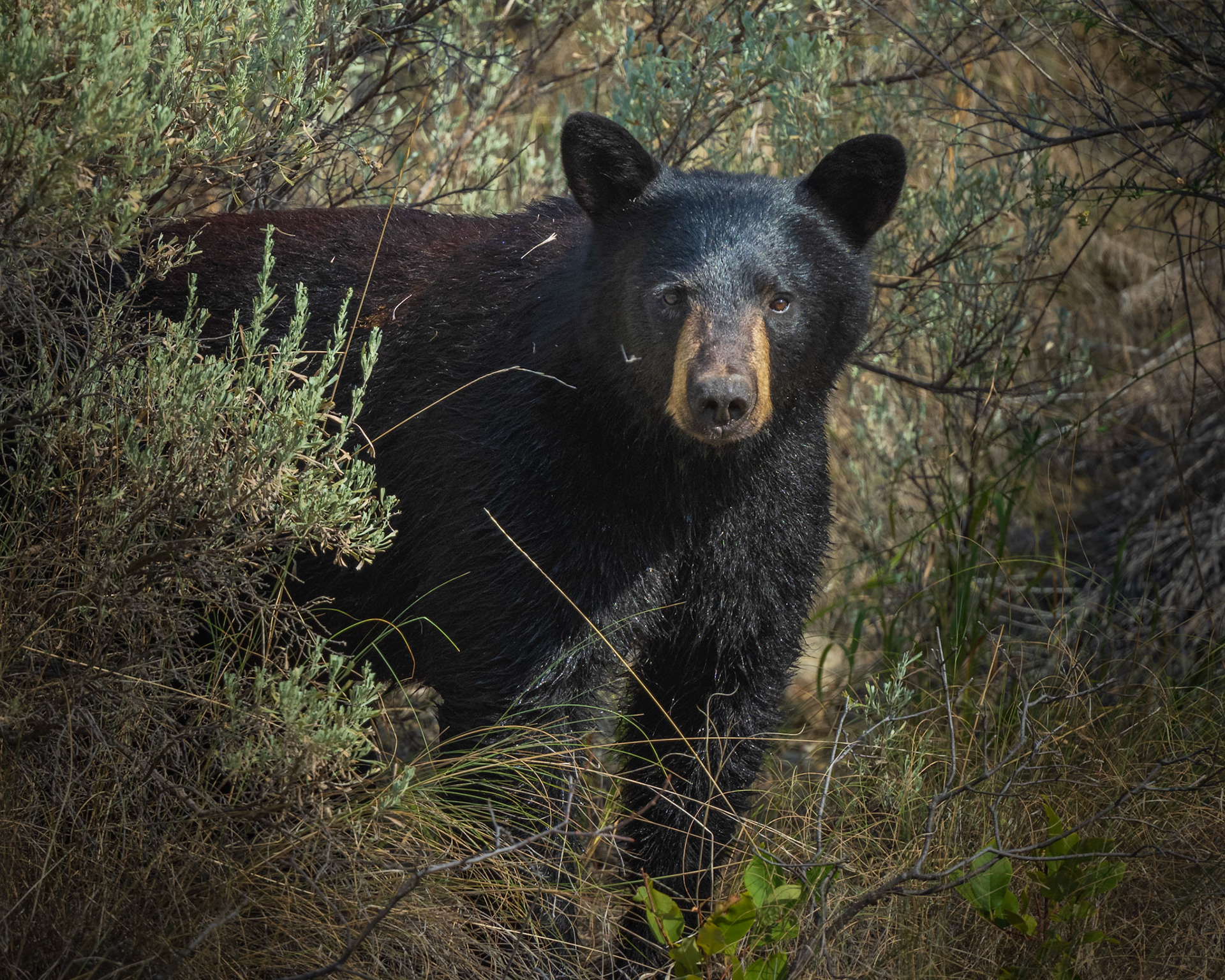 A Black Bear cautiously watching that I don't get to close to interrupt her search for berries.