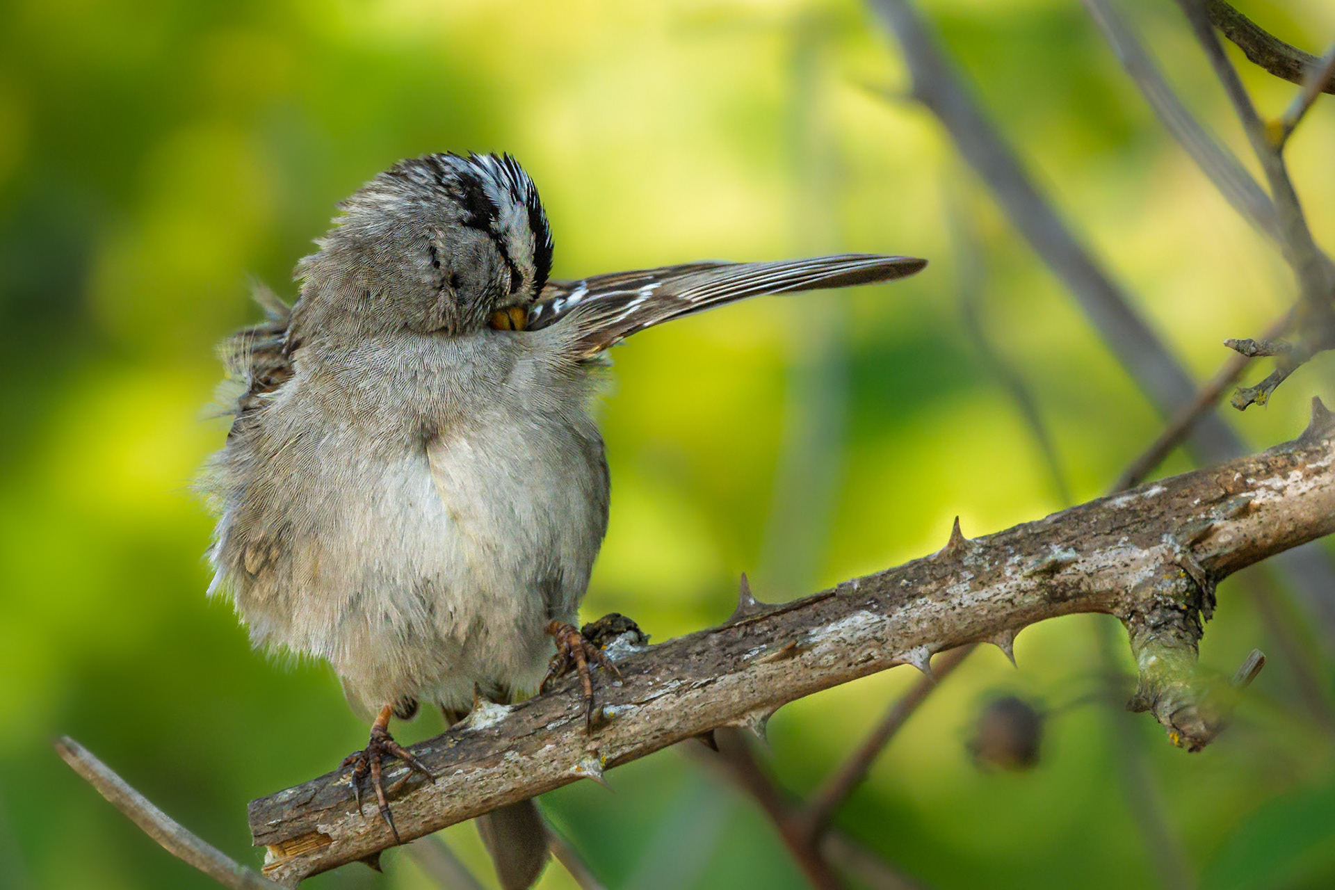 White Crowned Sparrow