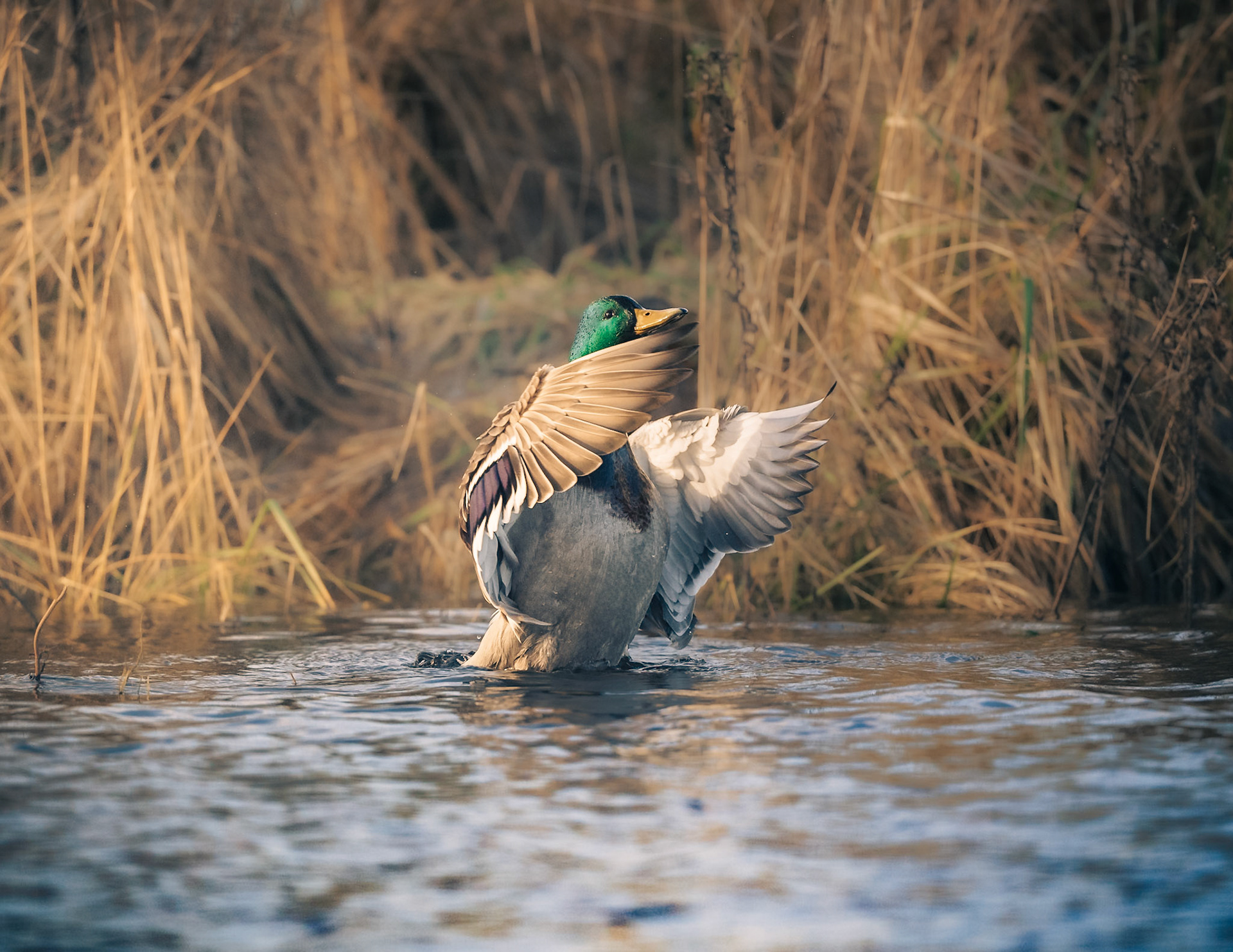 Mallard flapping dry