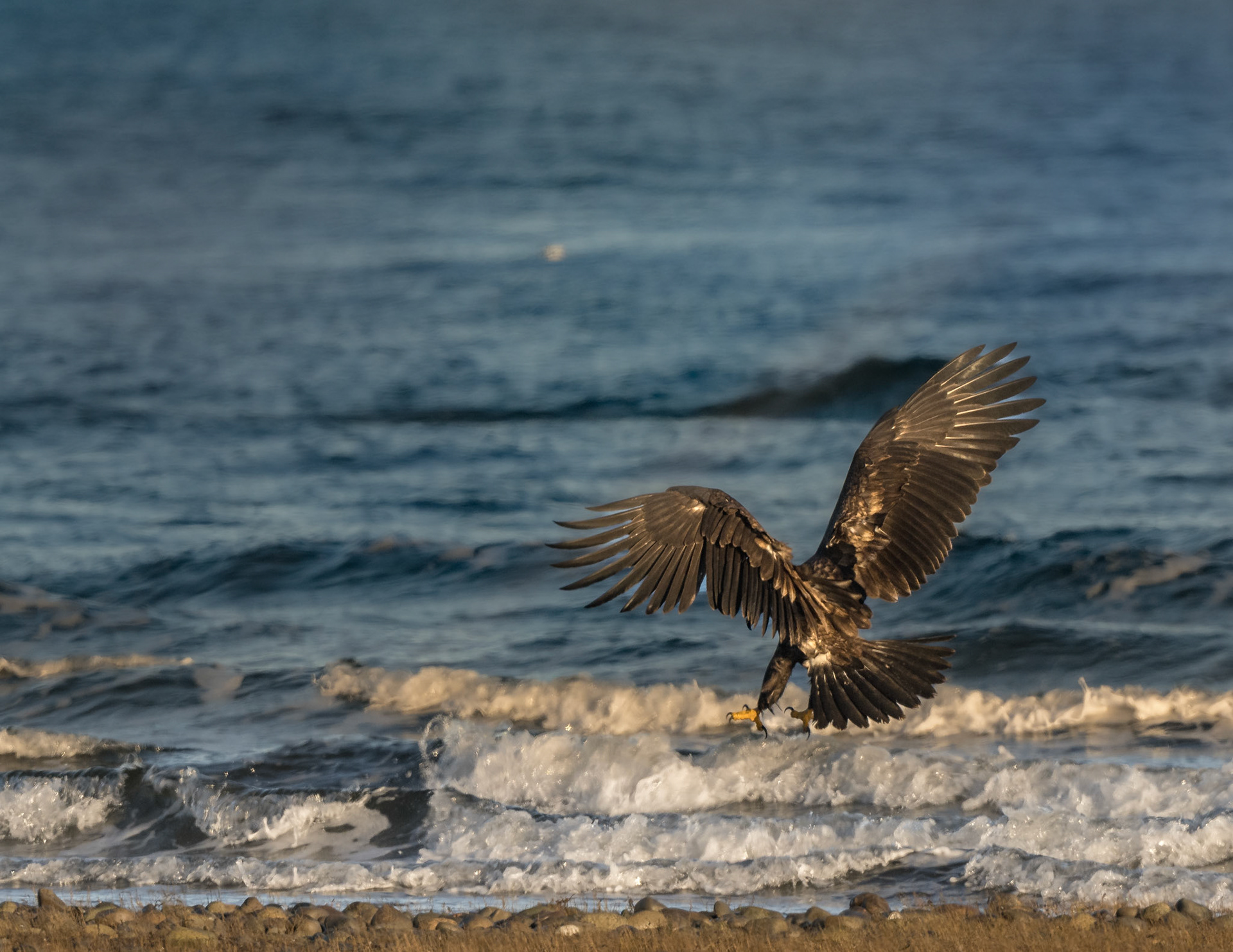 Junior Bald Eagle Hitting the surfe