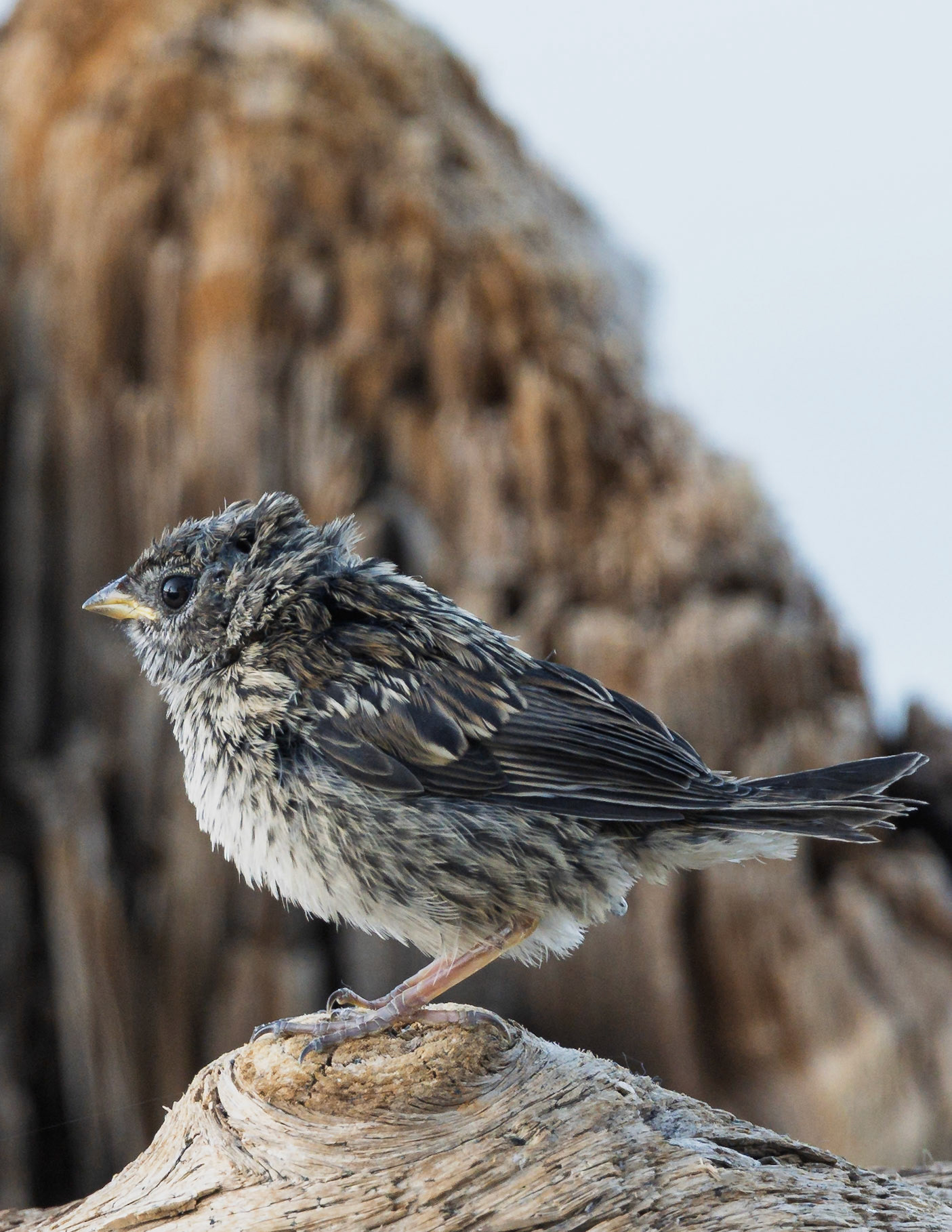White Crowned Sparrow