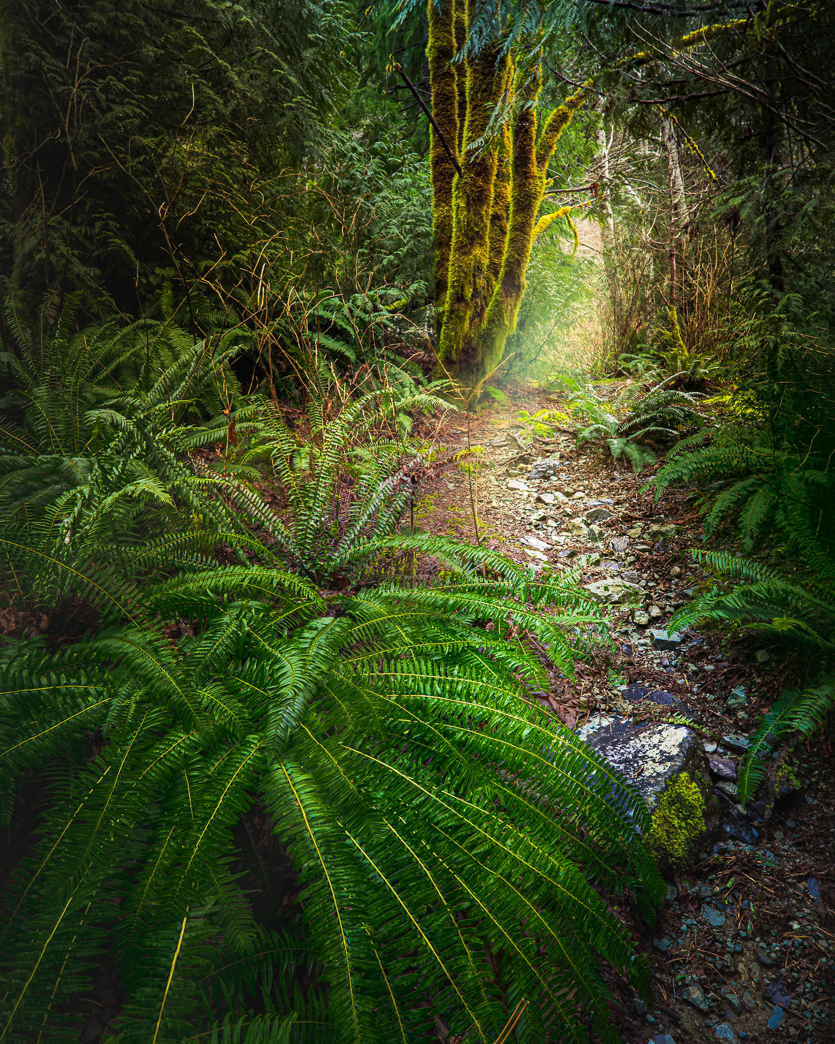 A trail leading to the river from a rest area long highway 4 from Port Alberni to Ucluelet/Tofino.