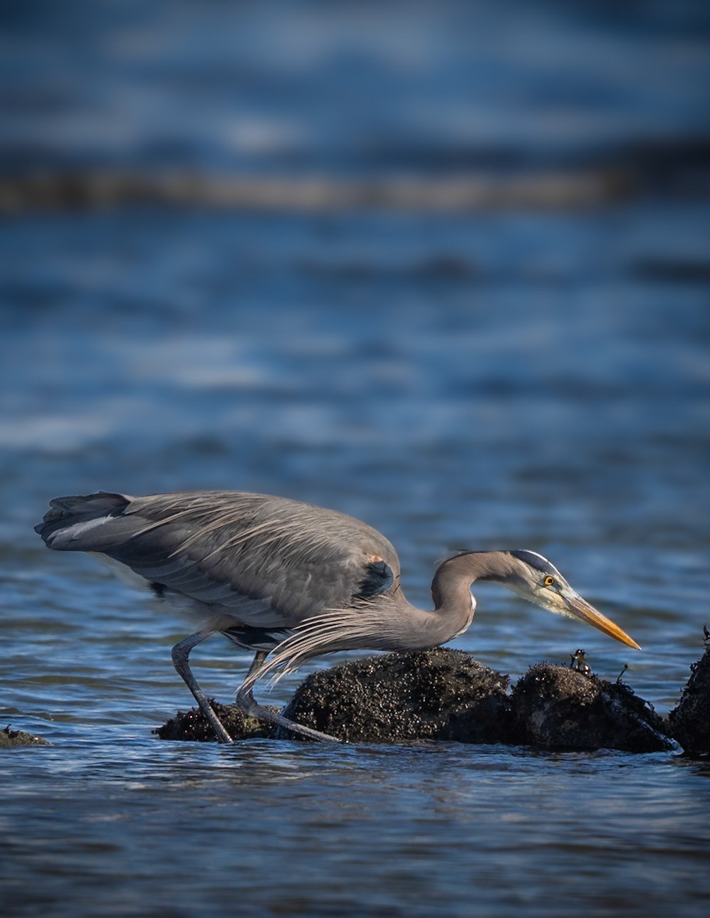 A Great Blue Heron waits patiently for the perfect moment to snap down and capture it's prey.  Laser focused, with precision that proves more often than not to be deadly accurate.