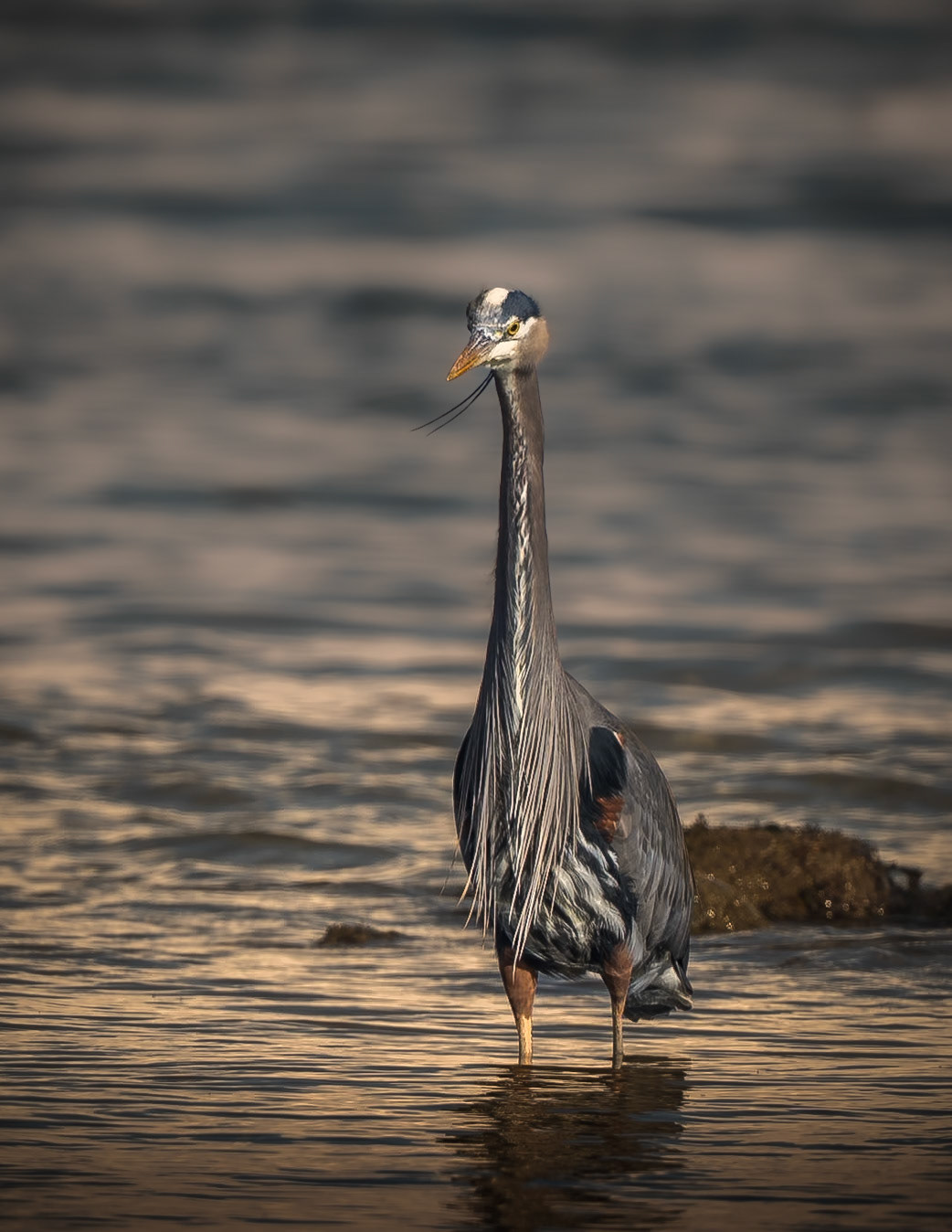 A Great Blue Heron waits patiently in the "Golen Hour" for the perfect moment to snap down and capture it's prey.  Laser focused, with precision that proves more often than not to be deadly accurate.