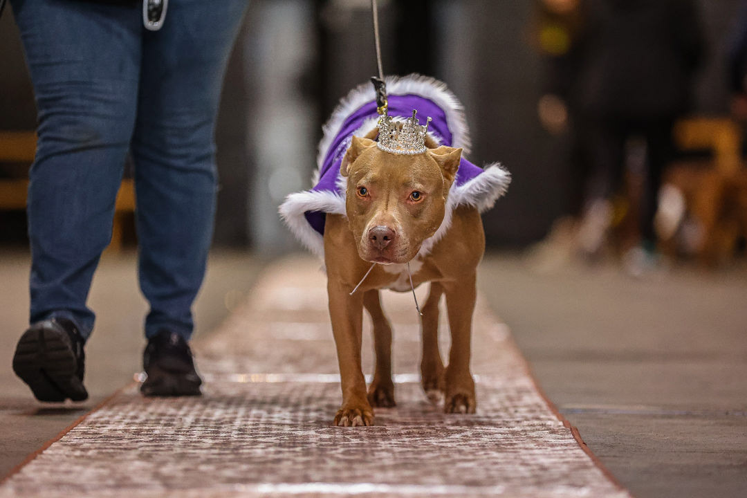 Woofston-Salem Fashion Show Year 2