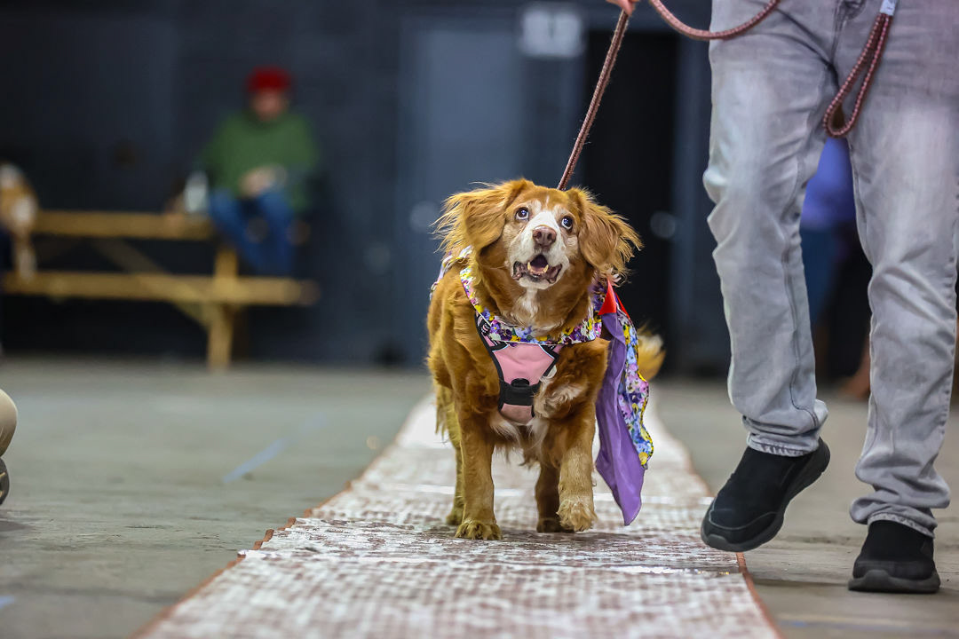 Woofston-Salem Fashion Show Year 2