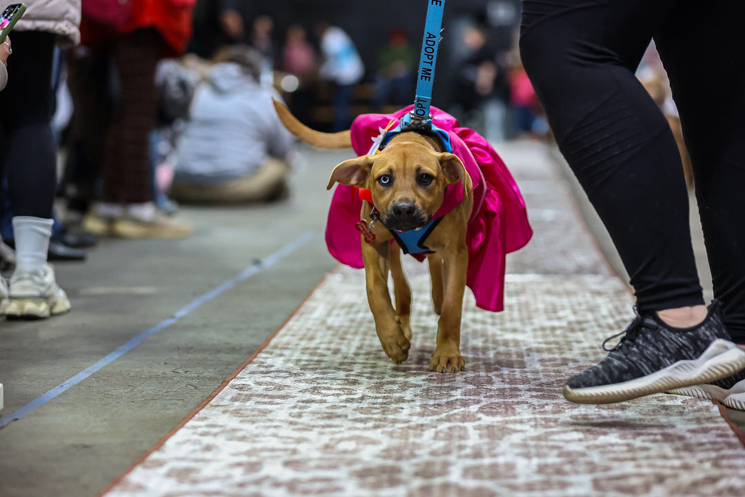 Woofston-Salem Fashion Show Year 2