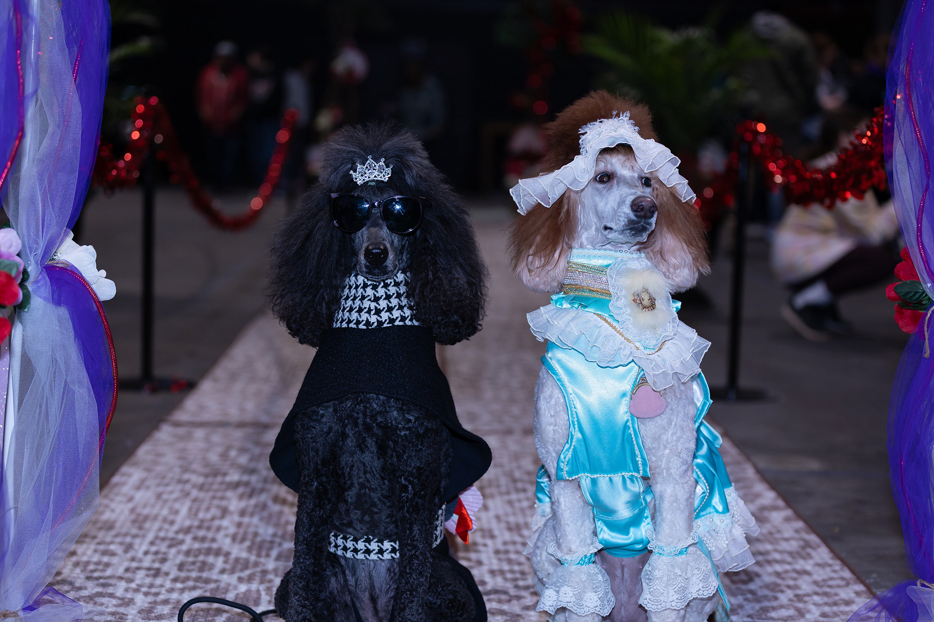 Woofston-Salem Fashion Show Year 3
