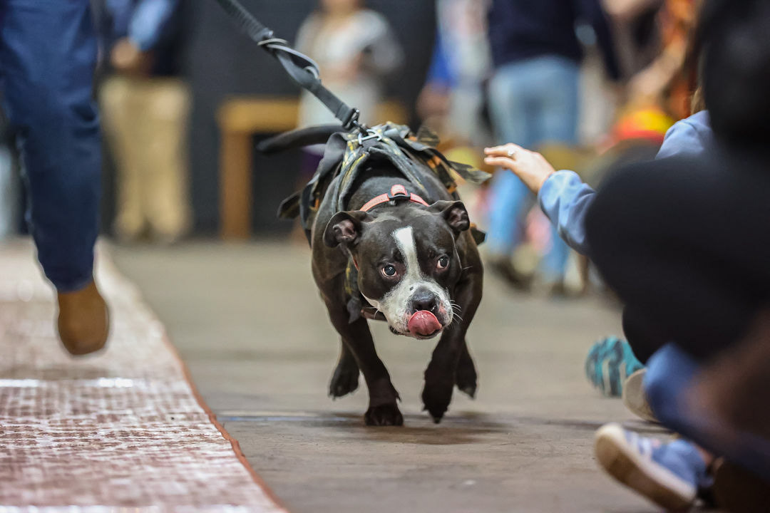 Woofston-Salem Fashion Show Year 2