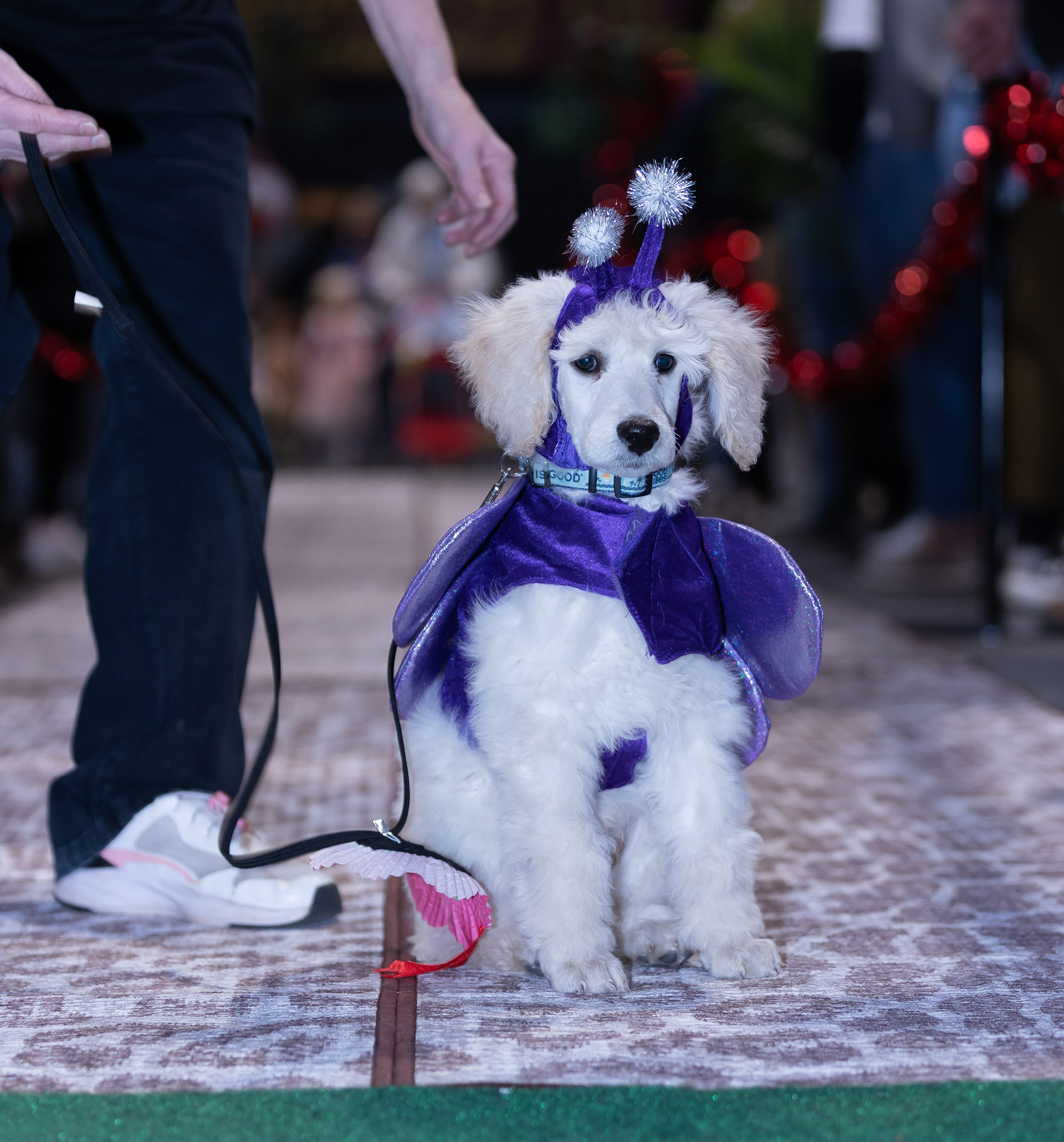 Woofston-Salem Fashion Show Year 3