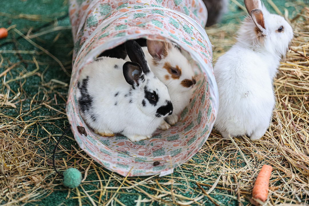 Woofston-Salem Fashion Show Year 2