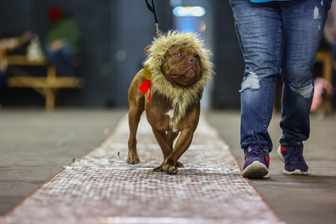 Woofston-Salem Fashion Show Year 2