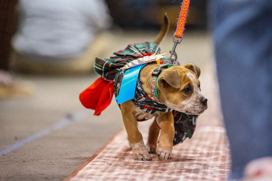 Woofston-Salem Fashion Show Year 2