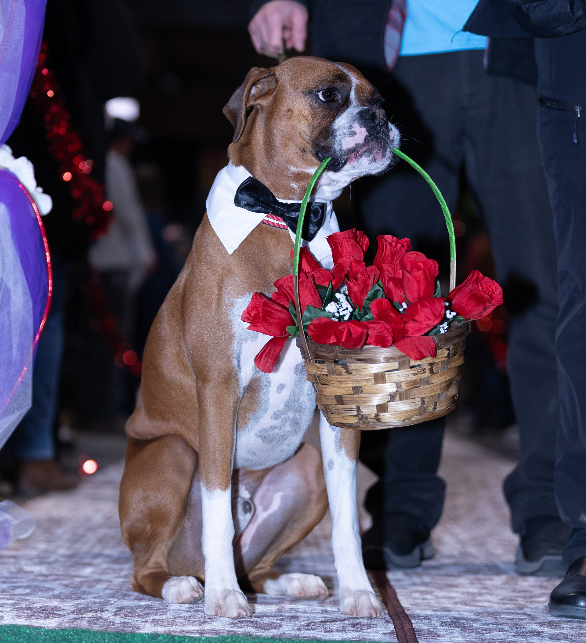 Woofston-Salem Fashion Show Year 3