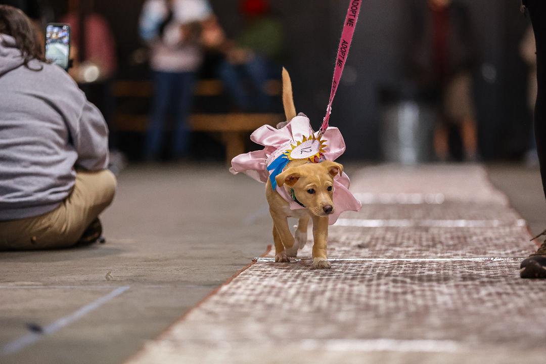 Woofston-Salem Fashion Show Year 2