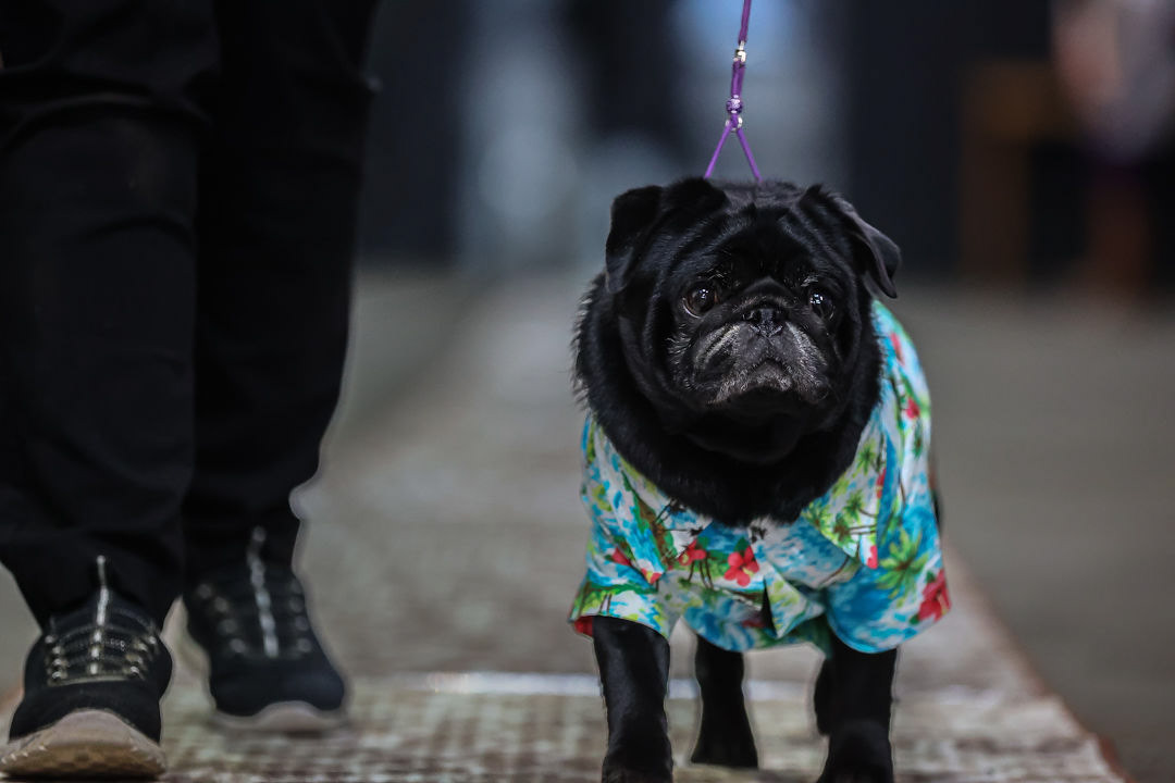 Woofston-Salem Fashion Show Year 2