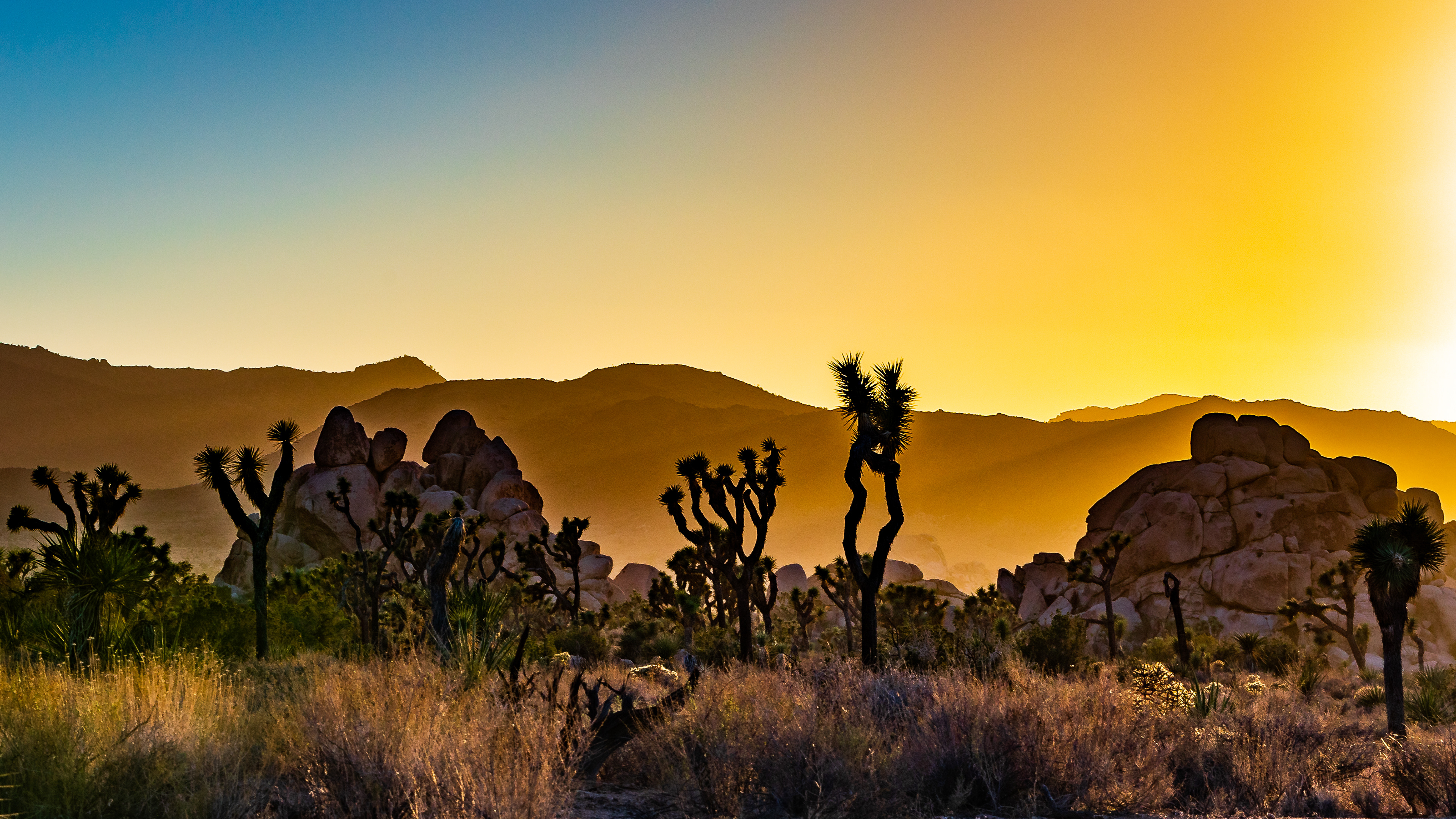 Joshua Tree