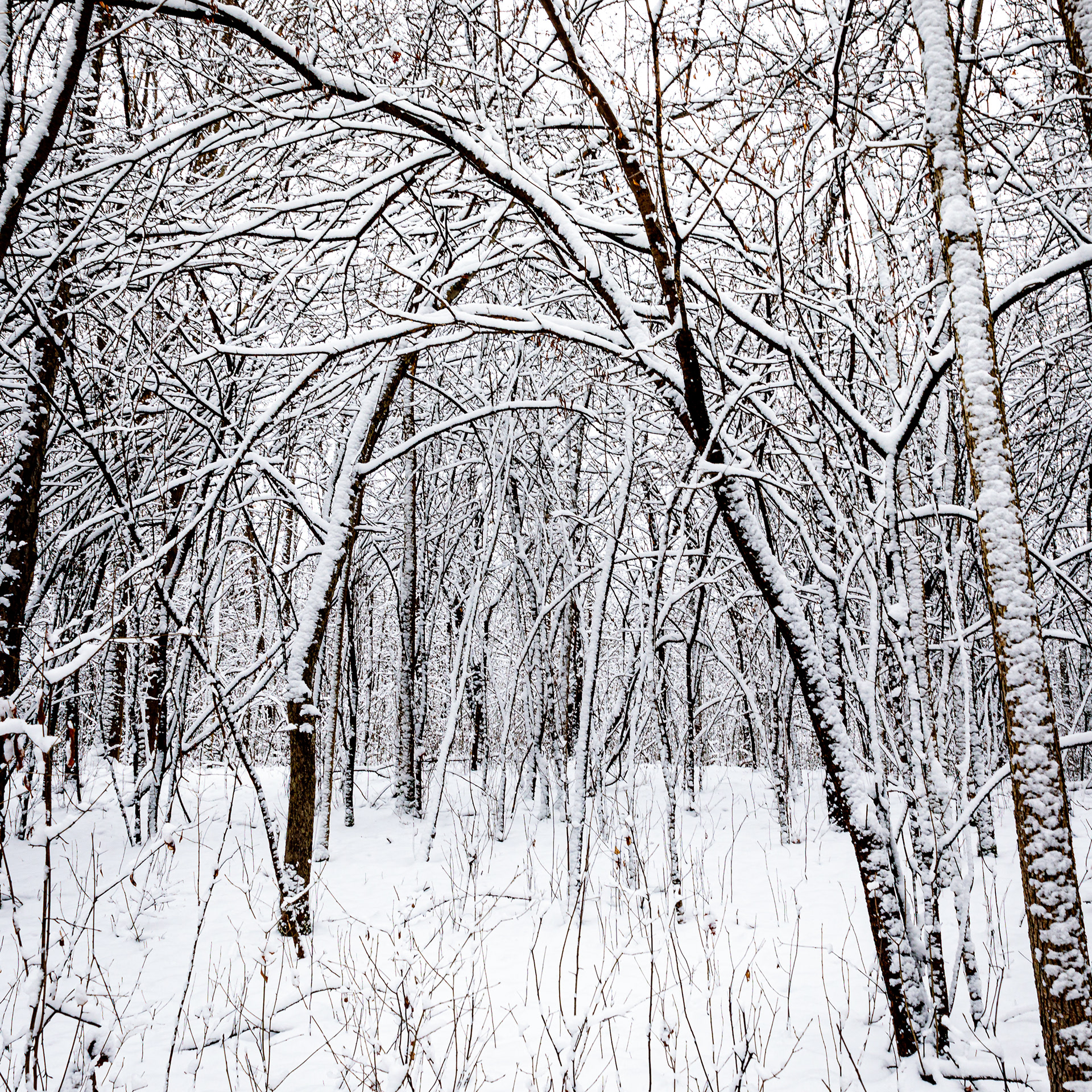 Snow Walk